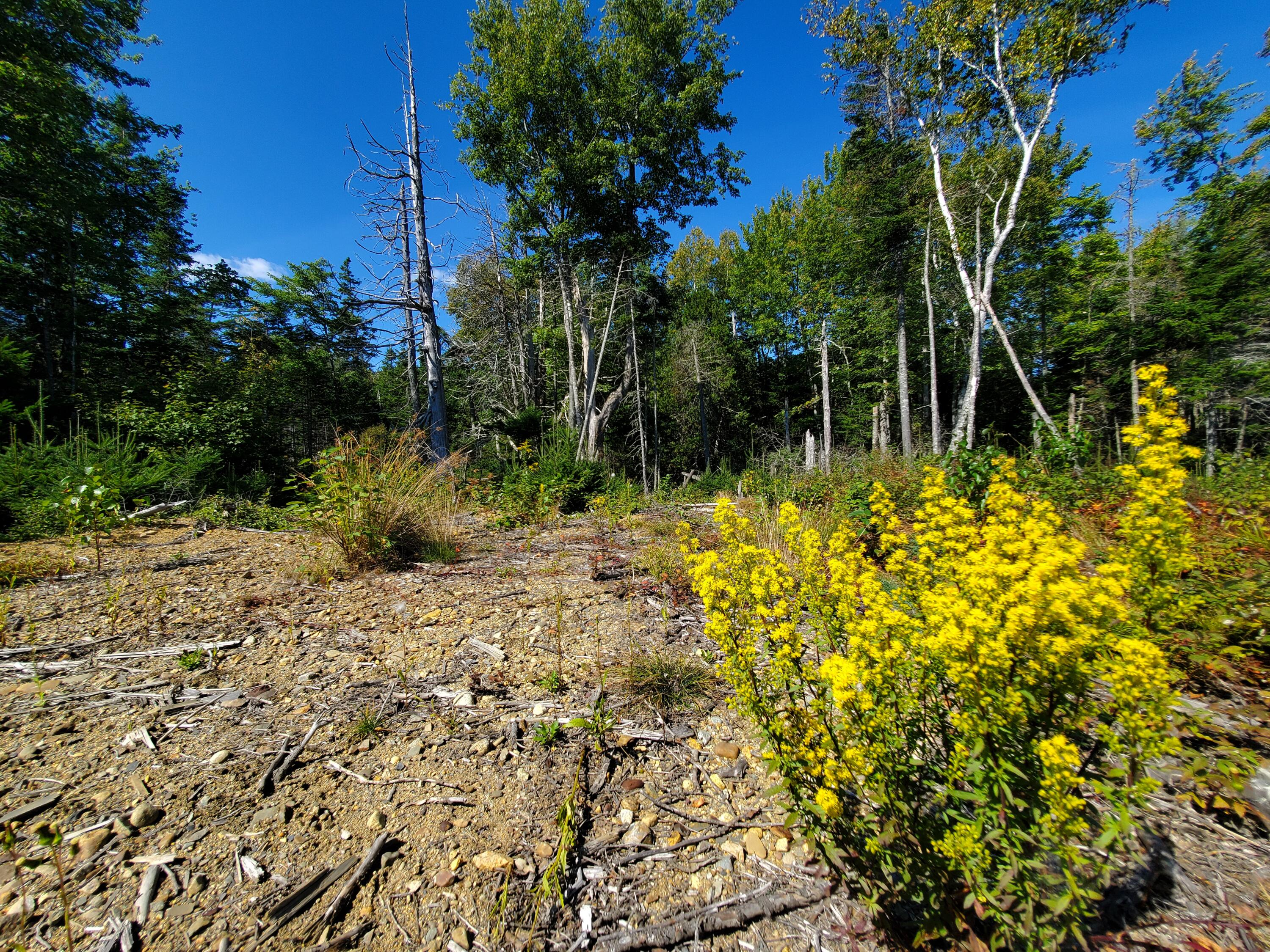 Lot 3 W. Mcmann & Porcupine Hill Road Property Photo 86