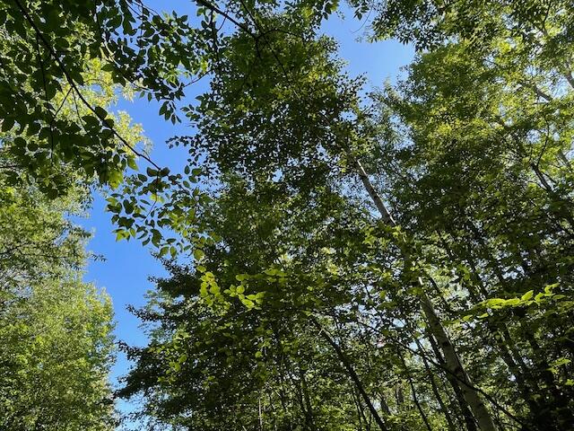 Lot 53 Robb Hill Road Property Photo 10