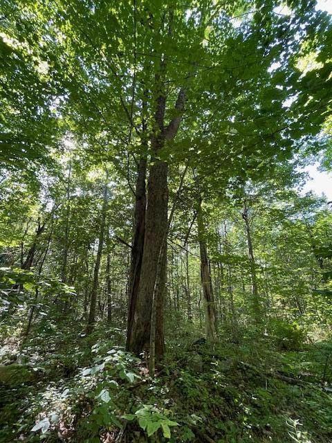Lot 53 Robb Hill Road Property Photo 12