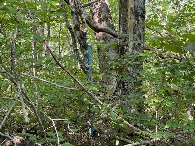Lot 53 Robb Hill Road Property Photo 15