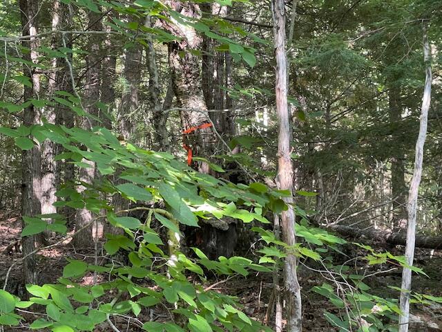 Lot 53 Robb Hill Road Property Photo 17
