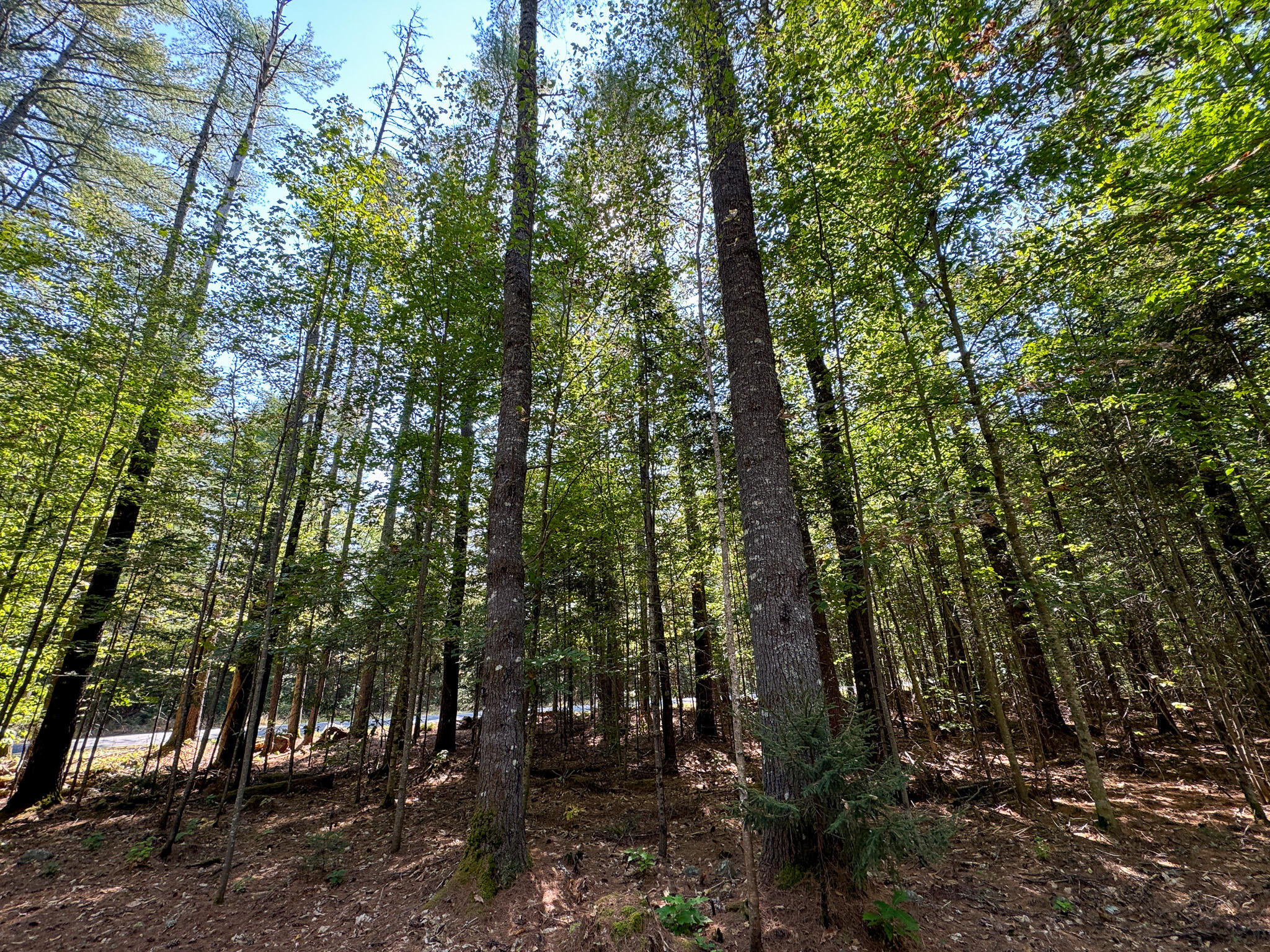 M2l18a-2 River Road Property Photo 14