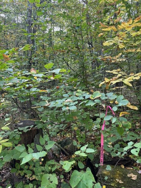 Lot 2c Woodard Road Property Photo 5