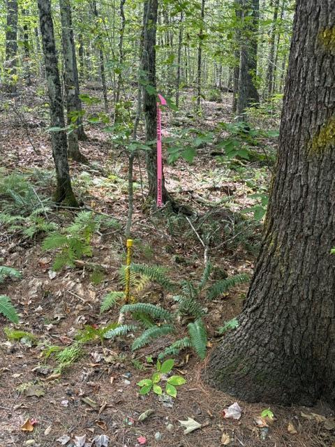 Lot 2c Woodard Road Property Photo 10
