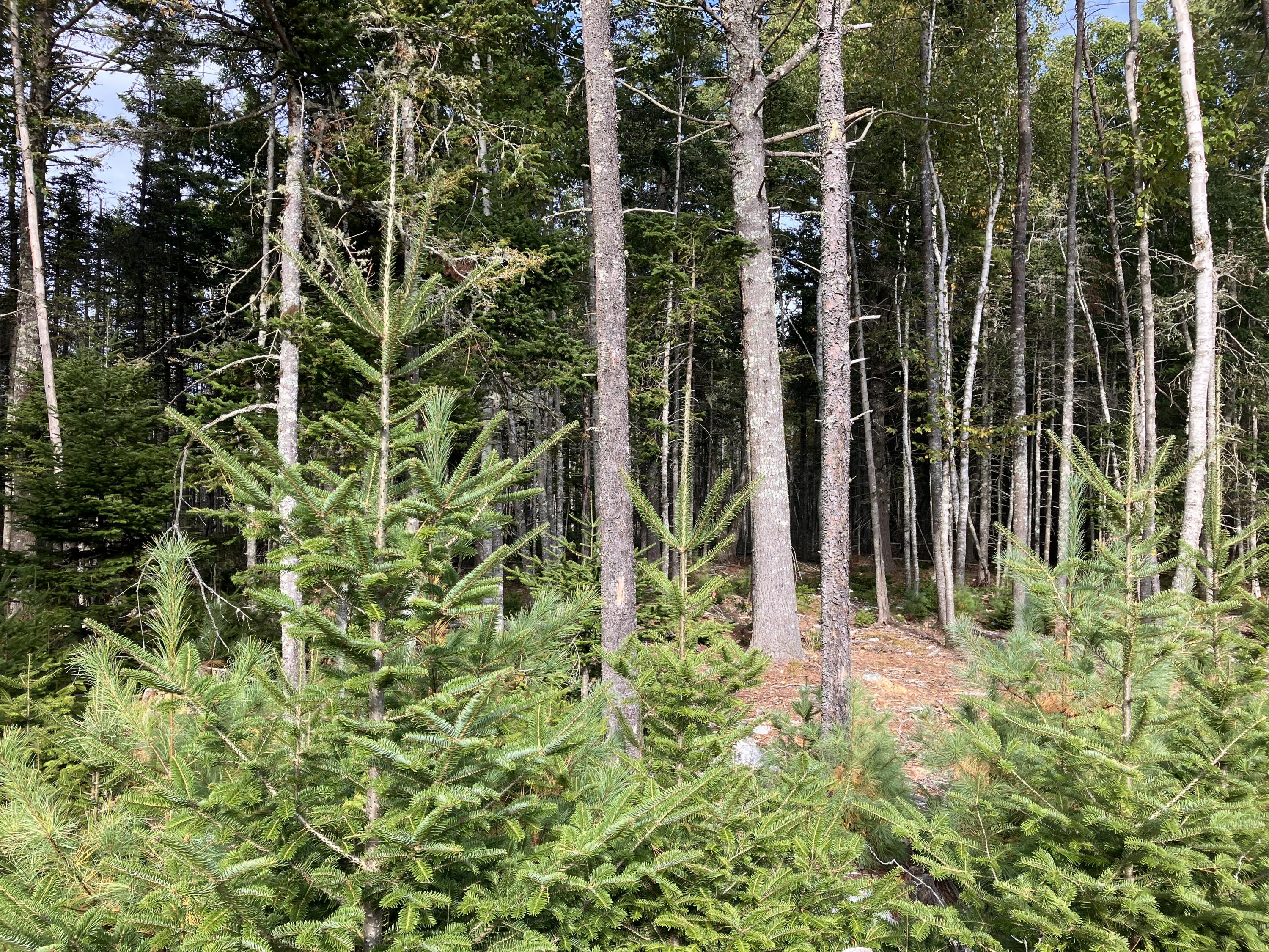 Lot 5 Bluff Road Property Photo 3