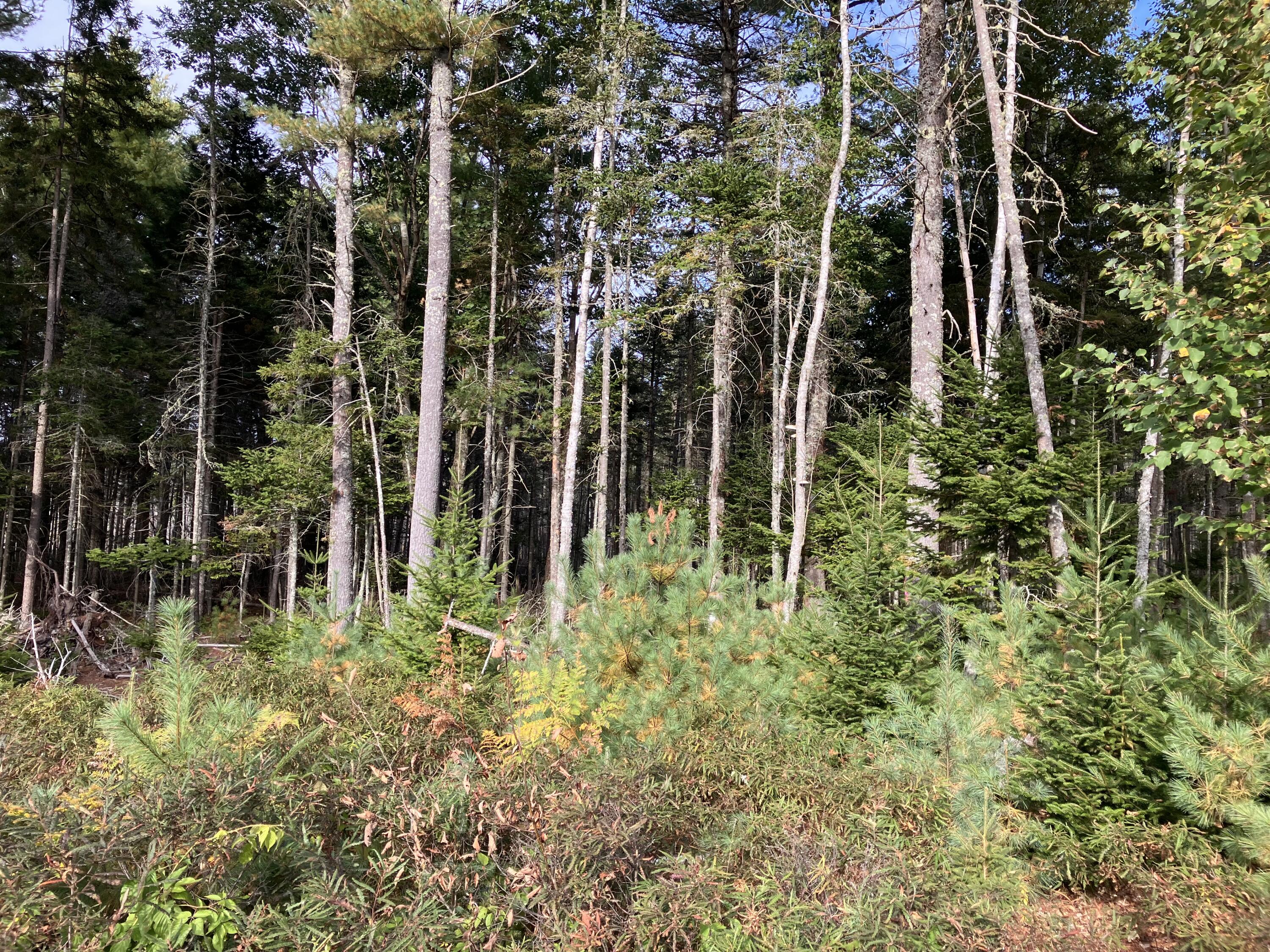 Lot 5 Bluff Road Property Photo 4