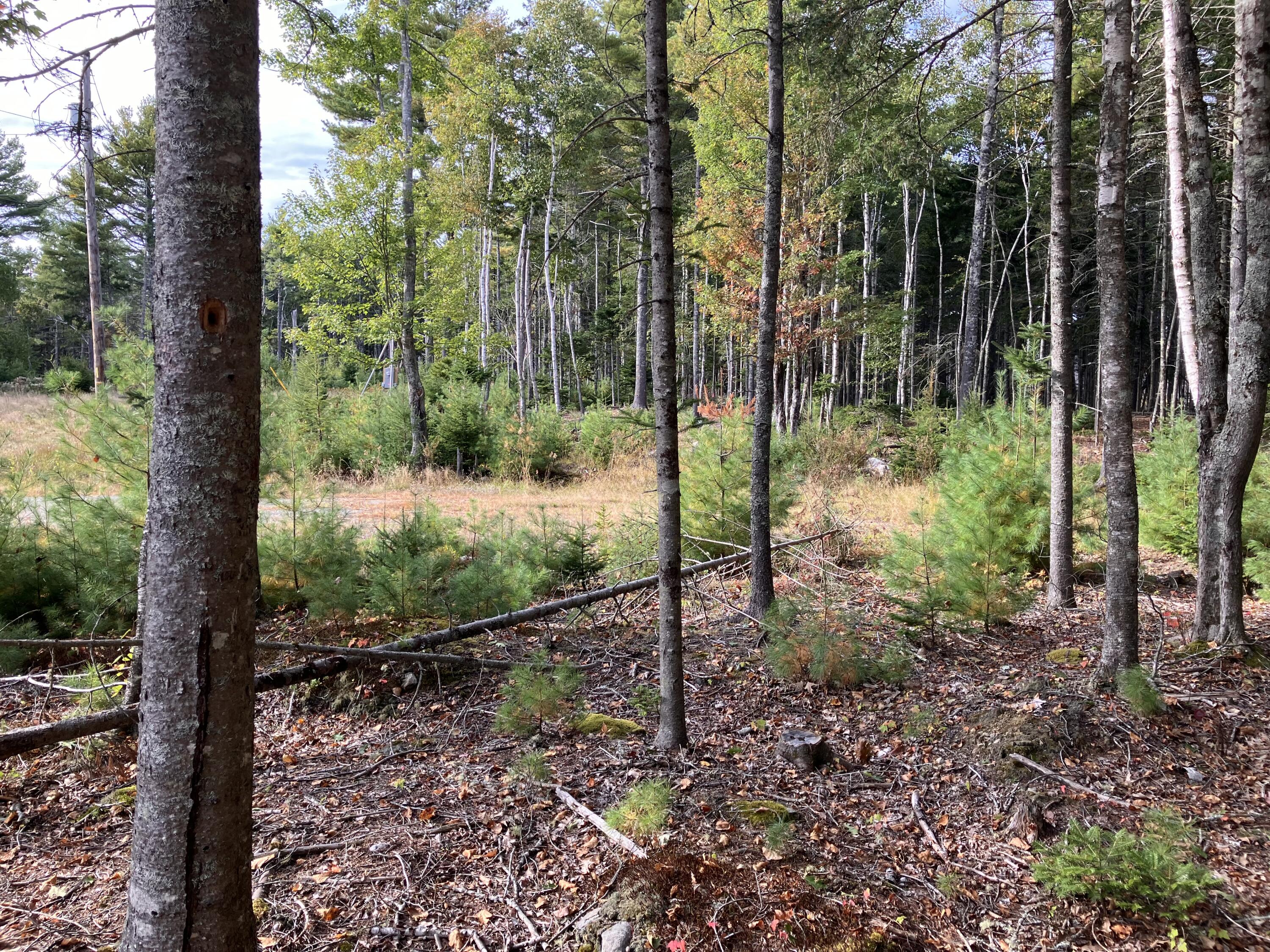 Lot 5 Bluff Road Property Photo 5