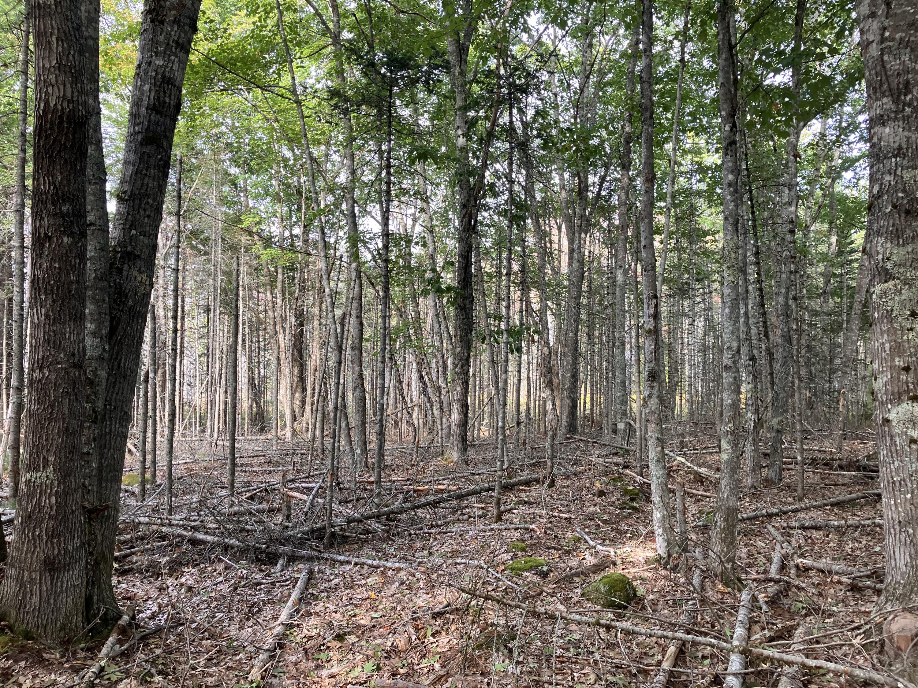 Lot 5 Bluff Road Property Photo 6