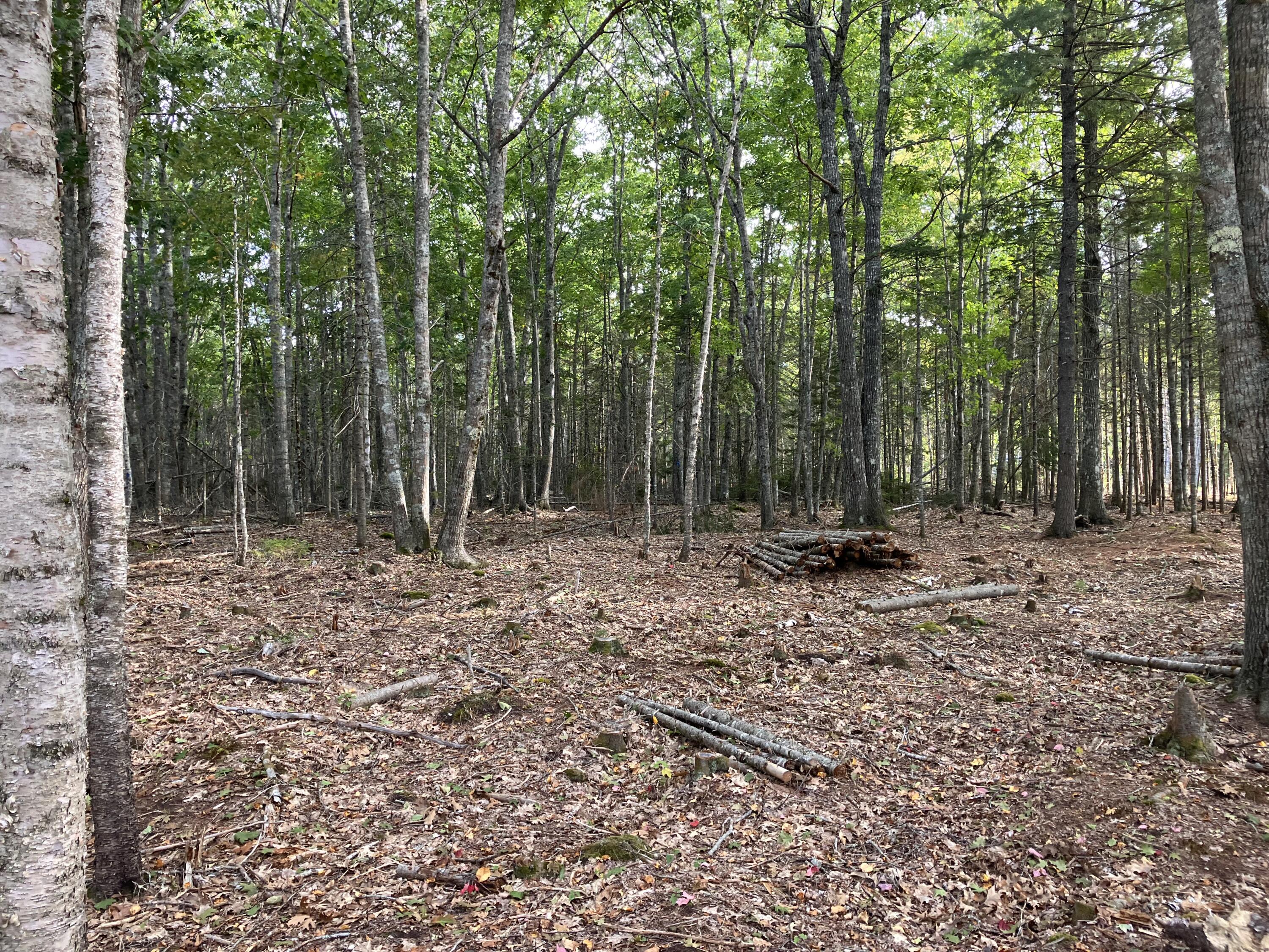 Lot 5 Bluff Road Property Photo 7
