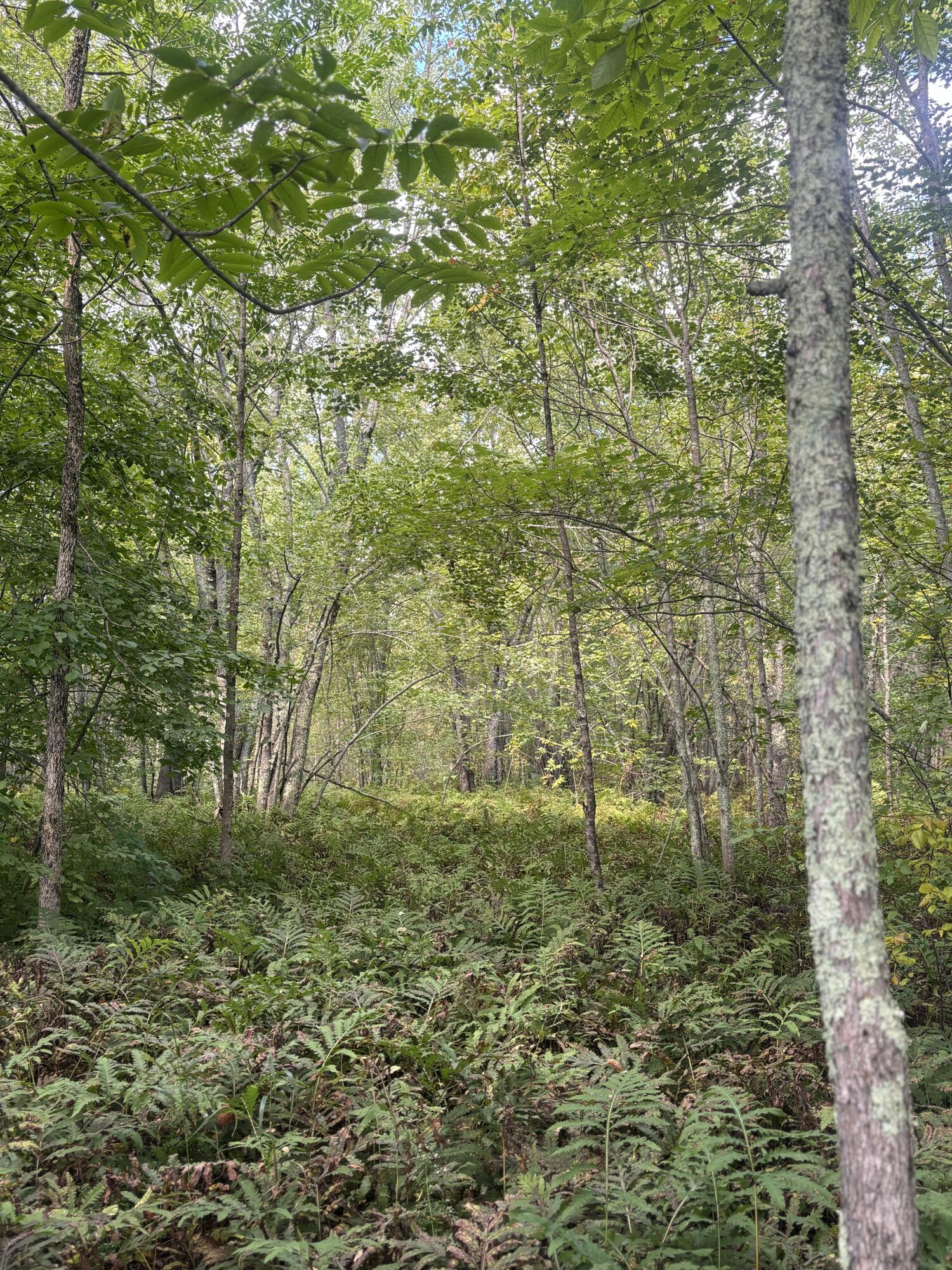 Map8lot5 Peltoma Property Photo 14