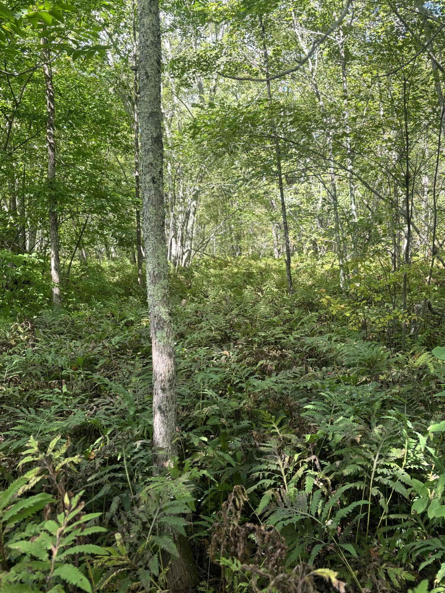 Map8lot5 Peltoma Property Photo 18