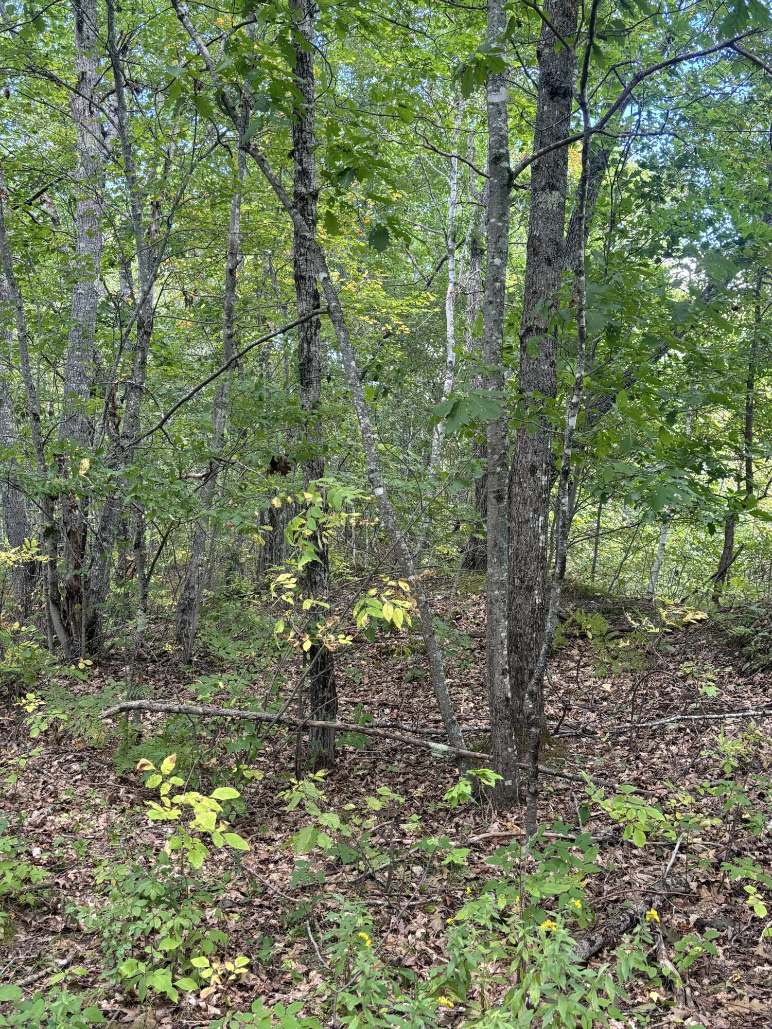 Map8lot5 Peltoma Property Photo 21