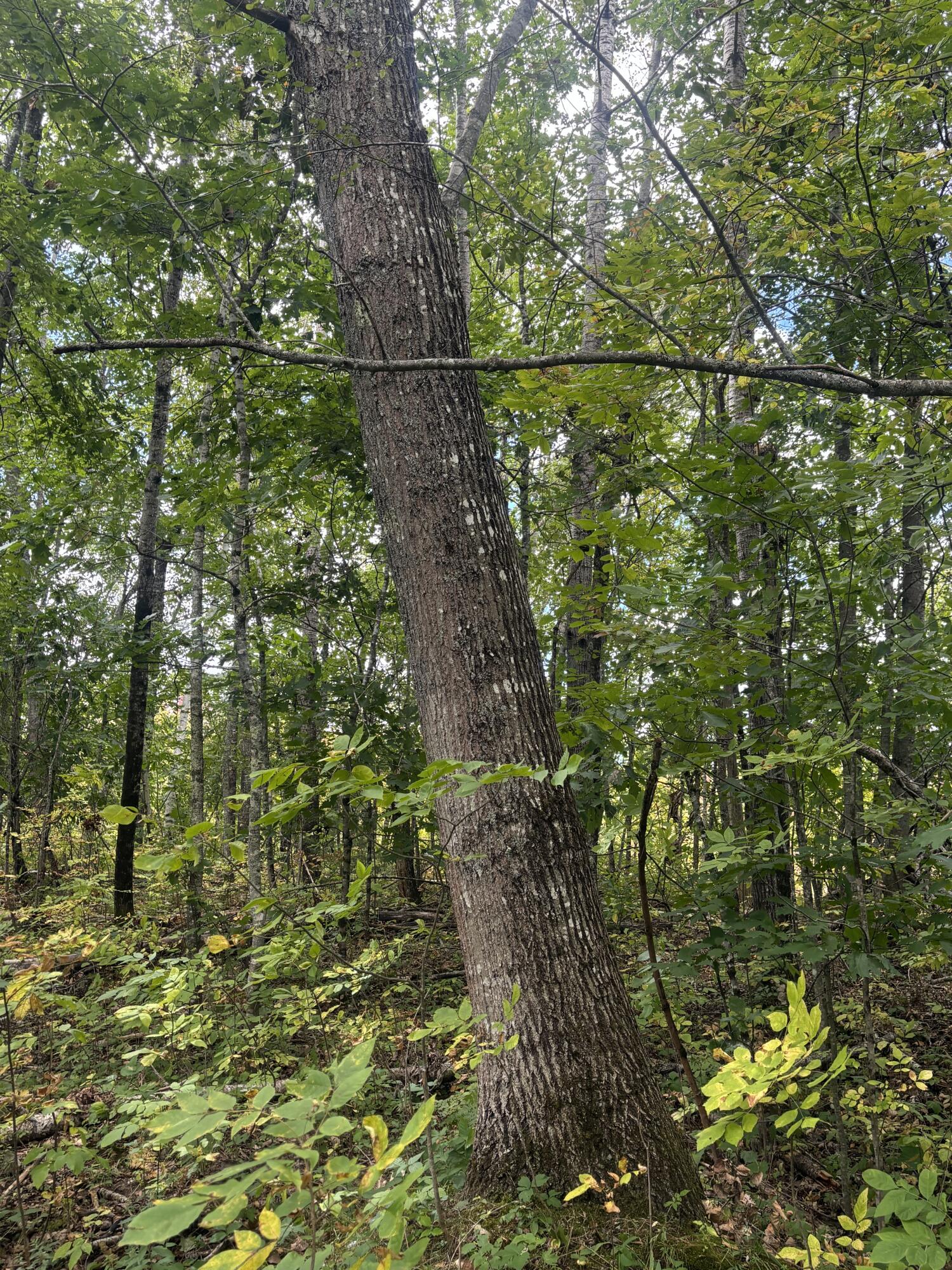 Map8lot5 Peltoma Property Photo 23