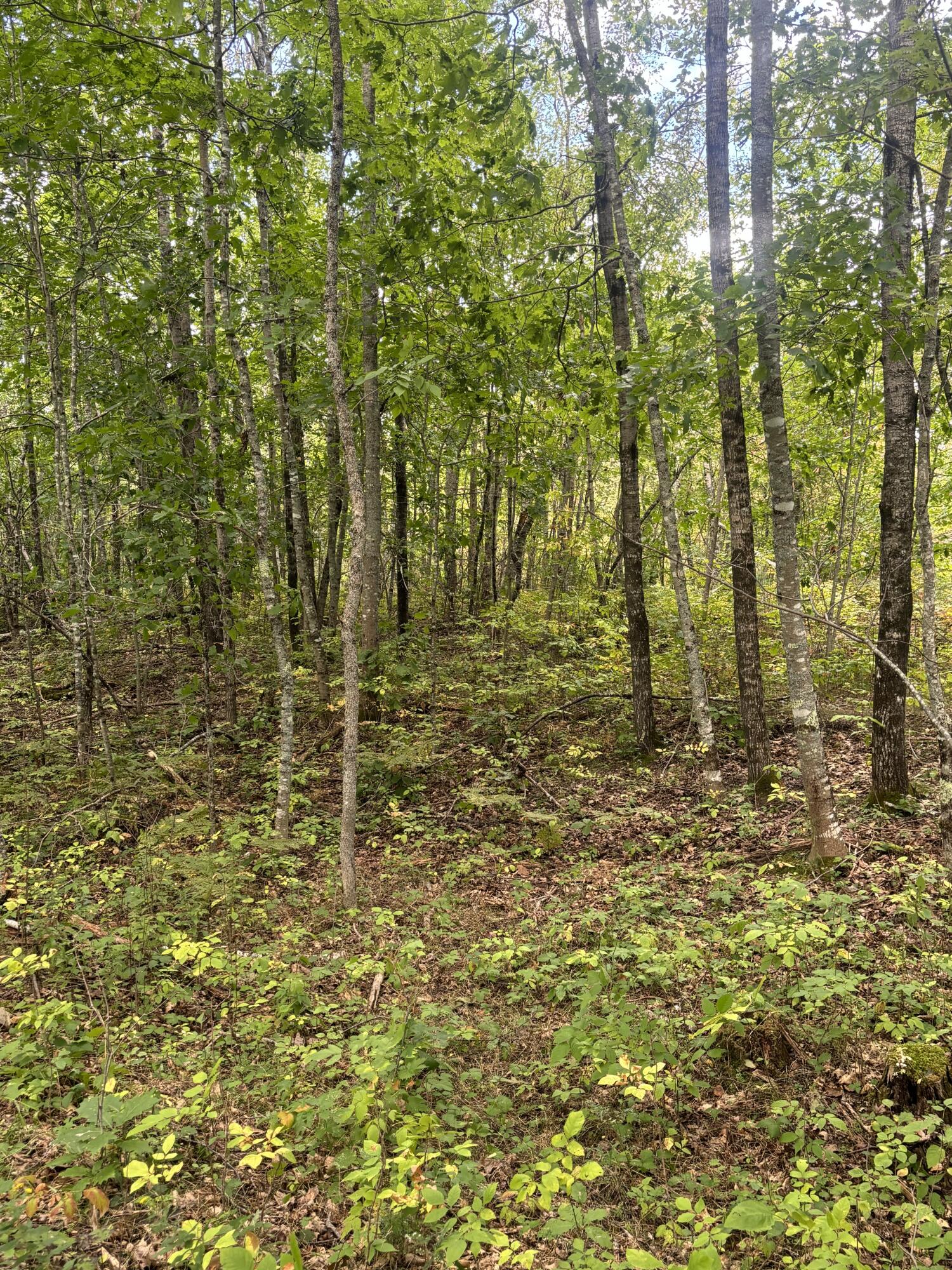 Map8lot5 Peltoma Property Photo 24