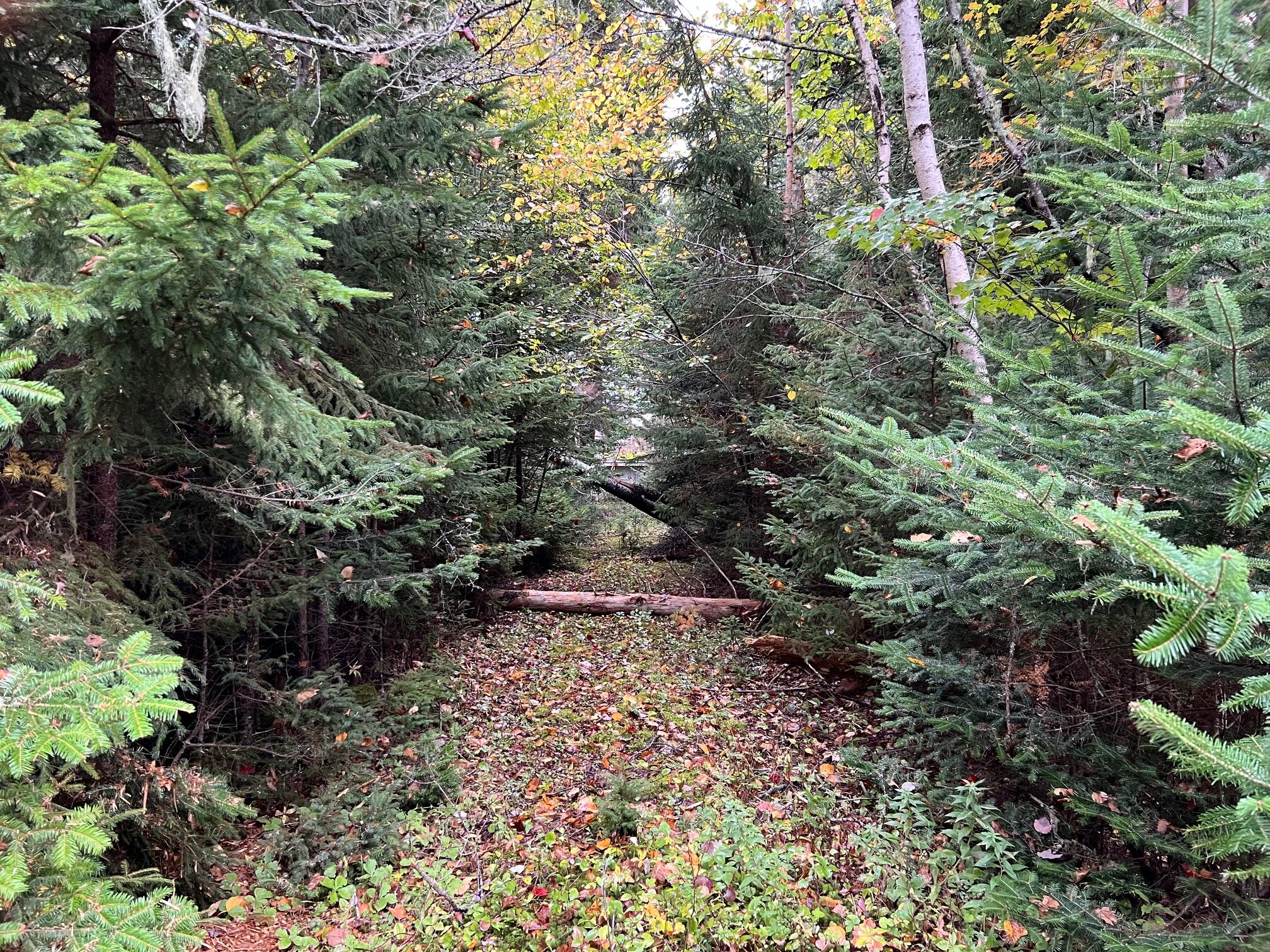 012 Paul Bunyan Road Property Photo 3