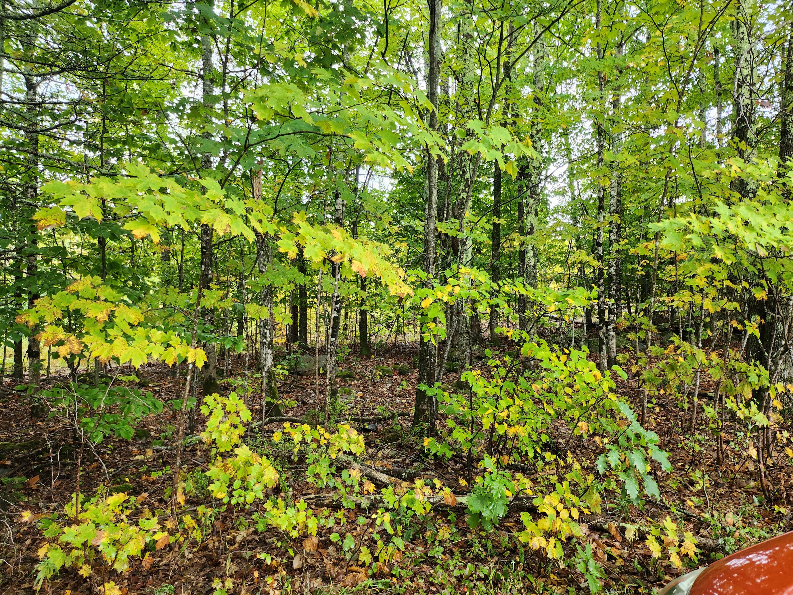 Lot 46 Lane Road Property Photo 6