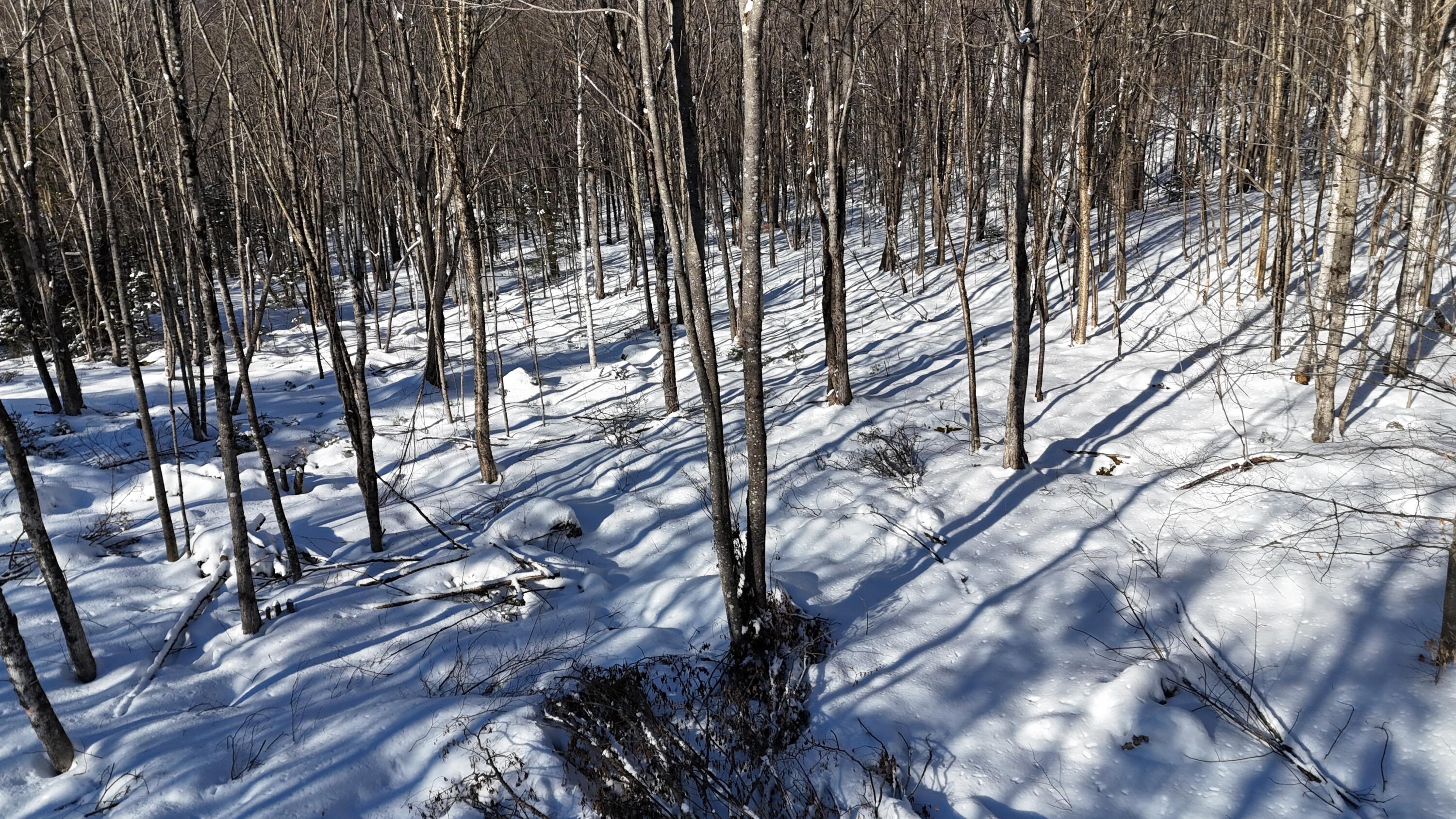 Tbd Dunn Road Property Photo 5