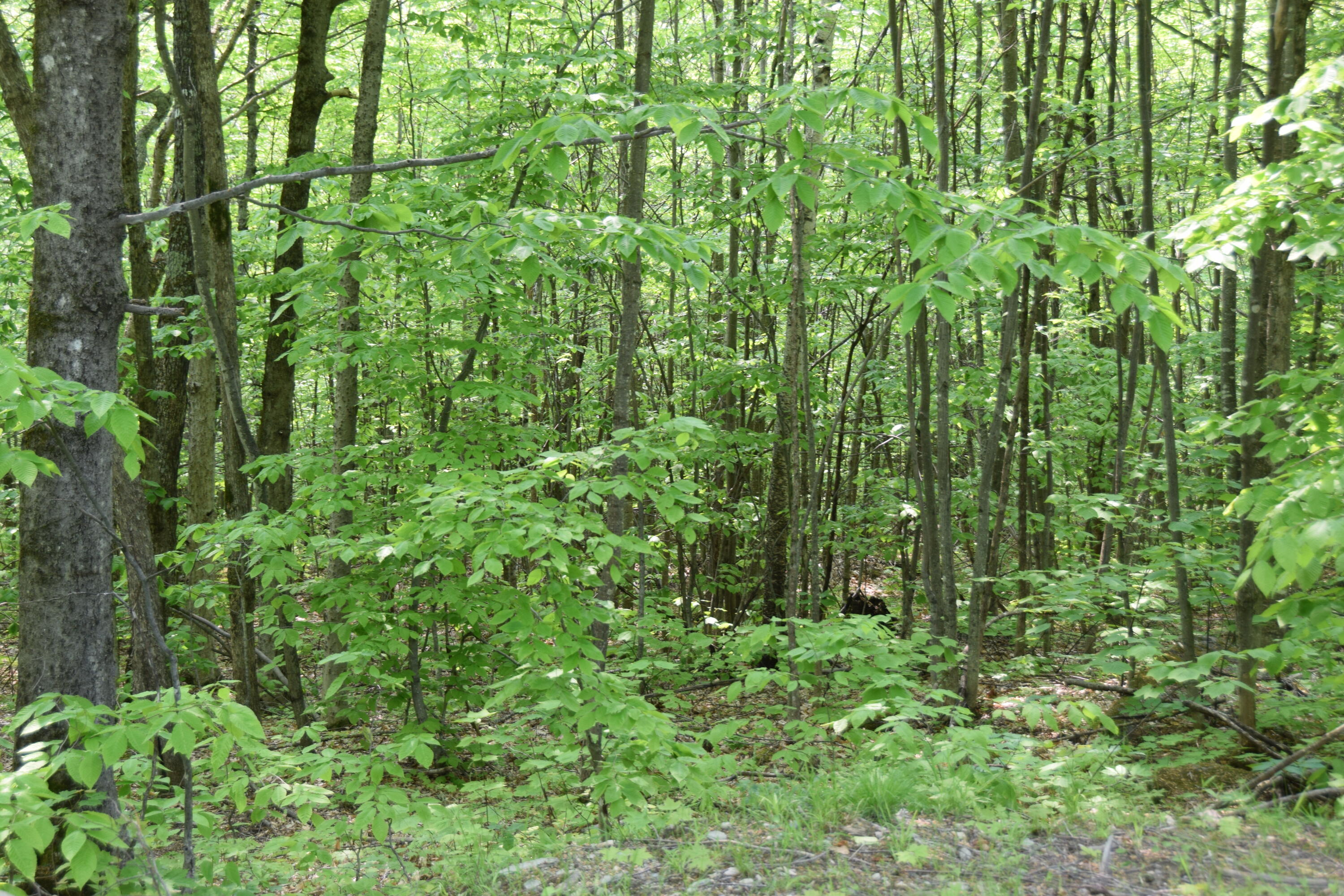 M12l1-14 Ira Mountain Road Property Photo 8