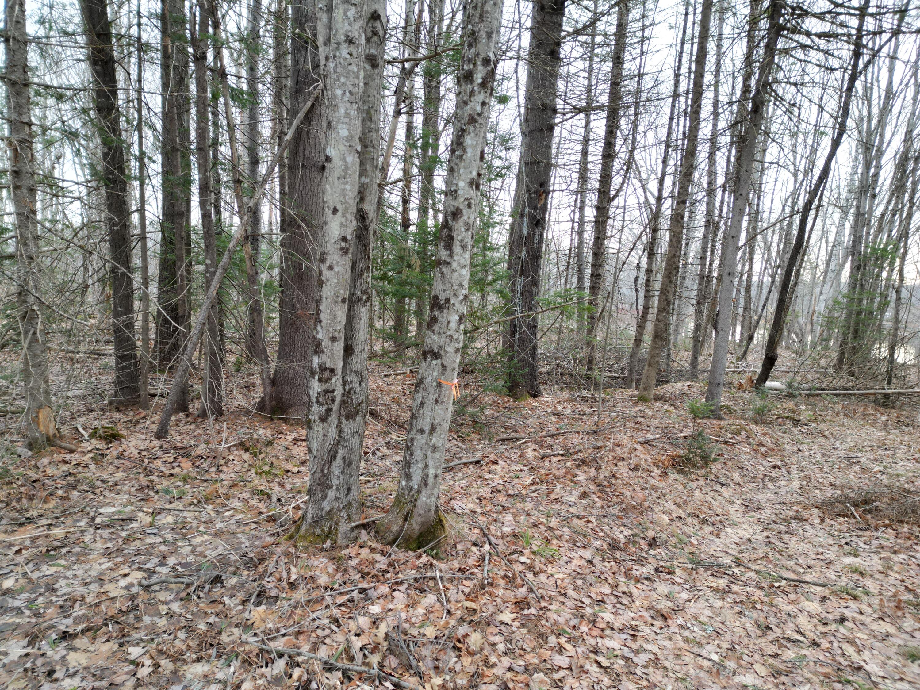 Lot 1 Anderson Road Property Photo 11