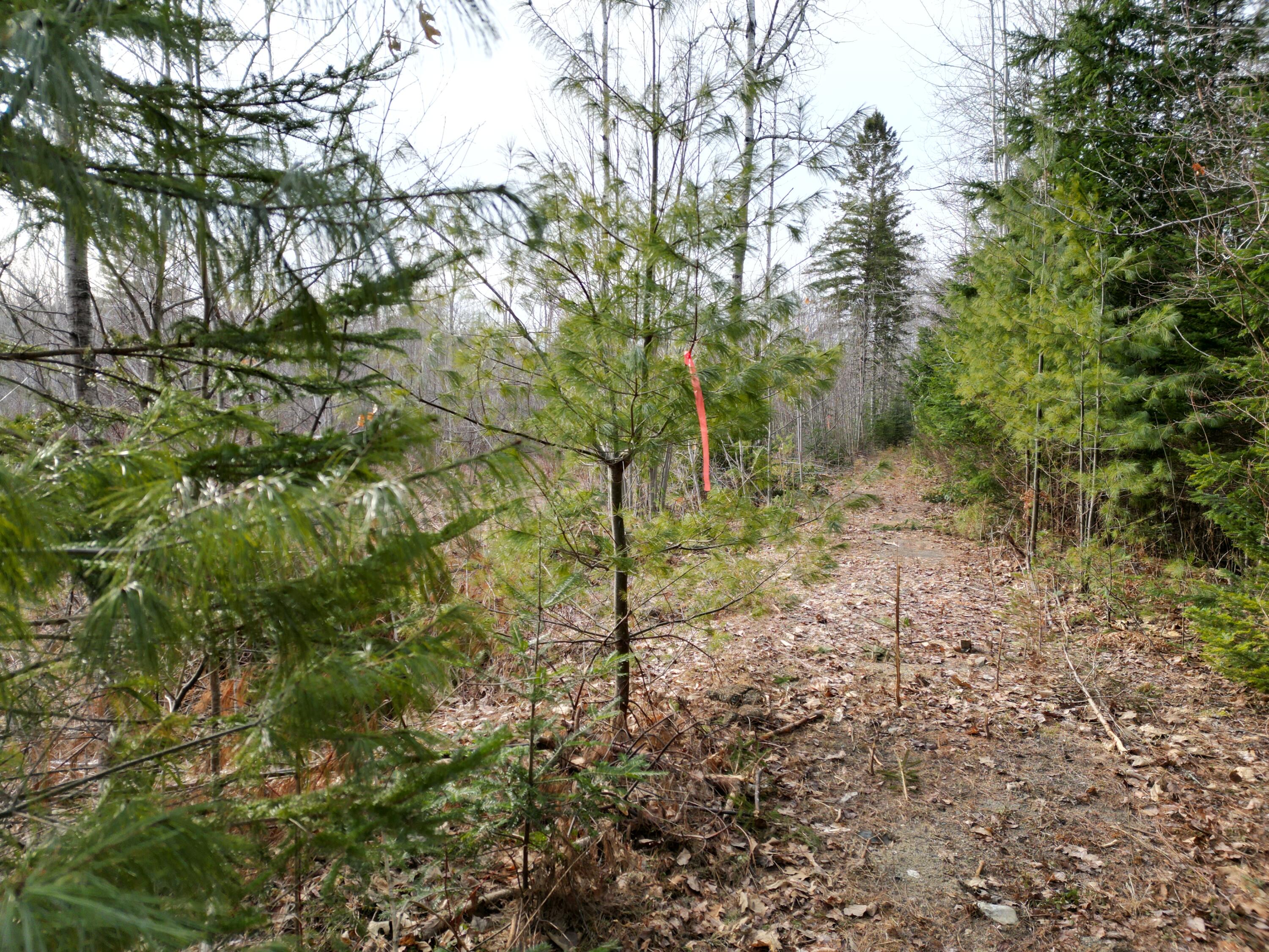 Lot 3 Anderson Road Property Photo 9