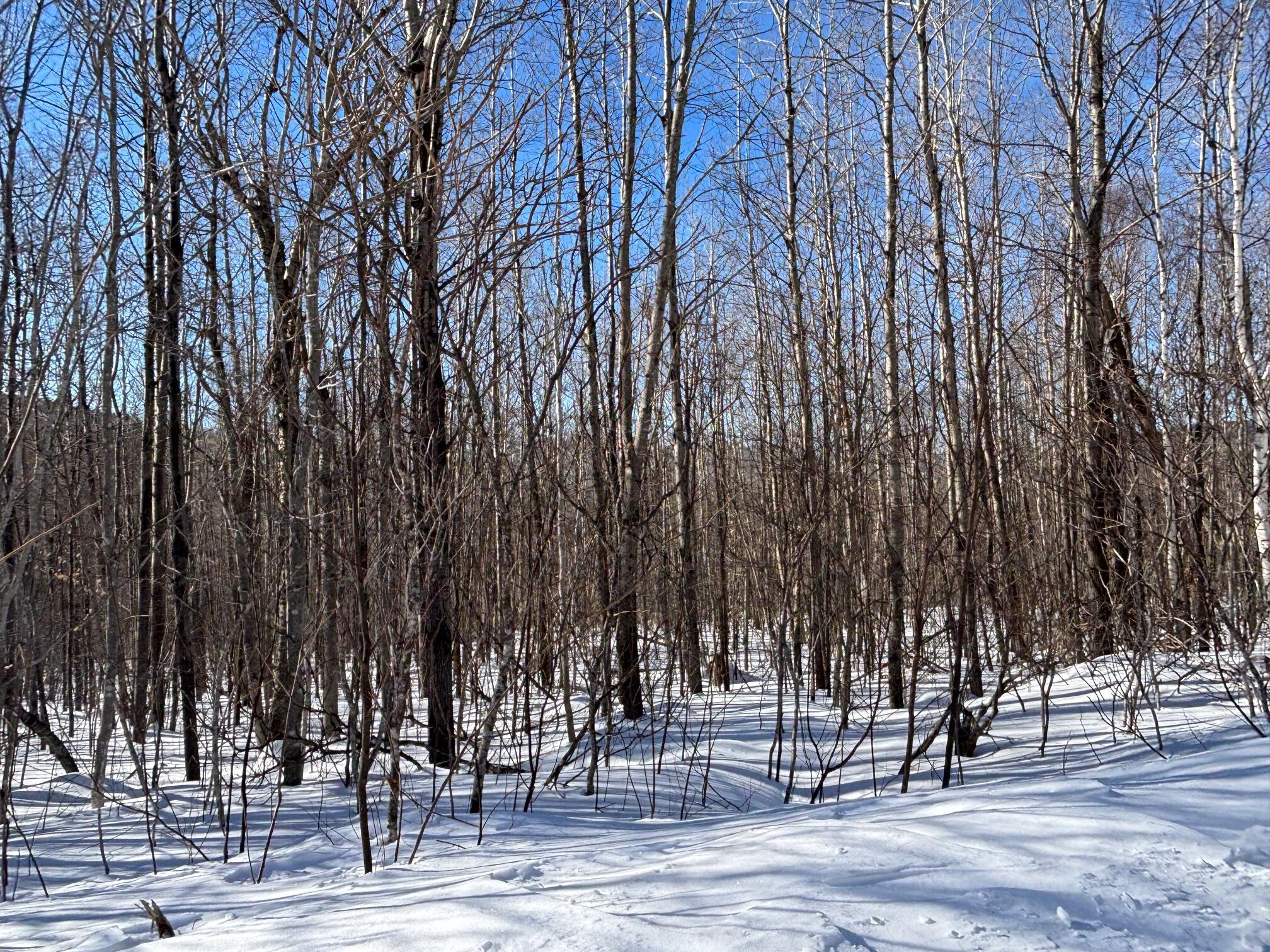 Lot 23.1 Glades View Avenue Property Photo 3