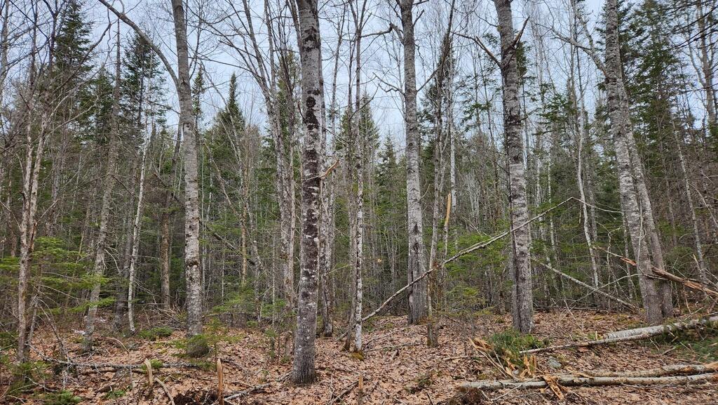 Lot 007 Old County Road Property Photo 3