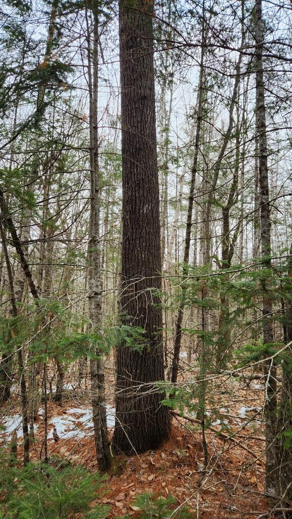 Lot 007 Old County Road Property Photo 5