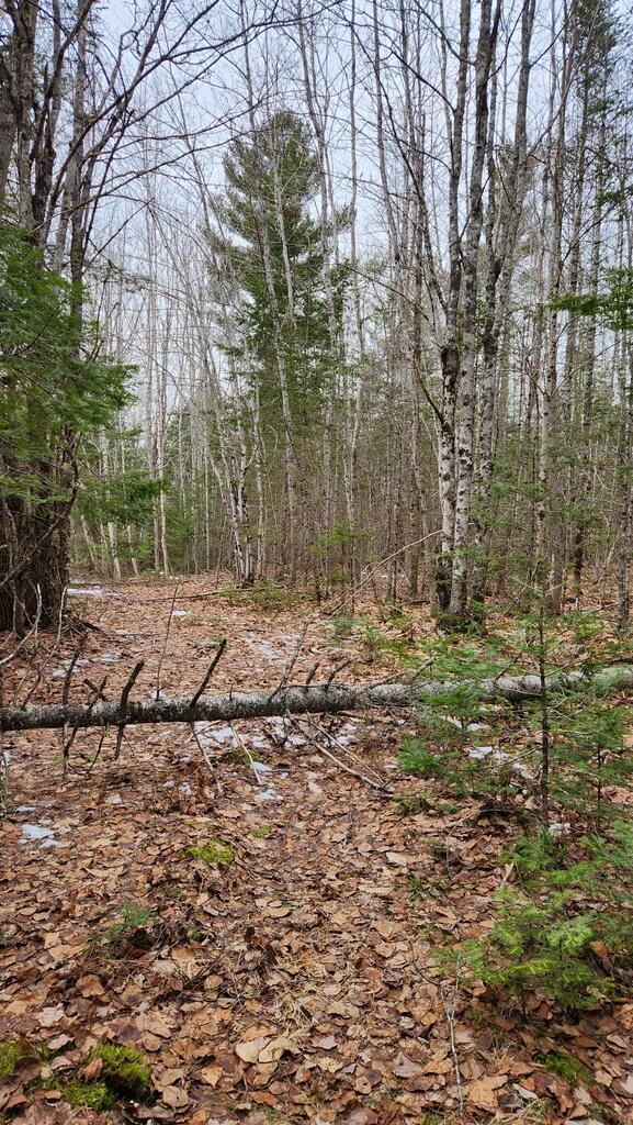 Lot 007 Old County Road Property Photo 6