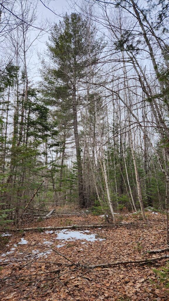 Lot 007 Old County Road Property Photo 7