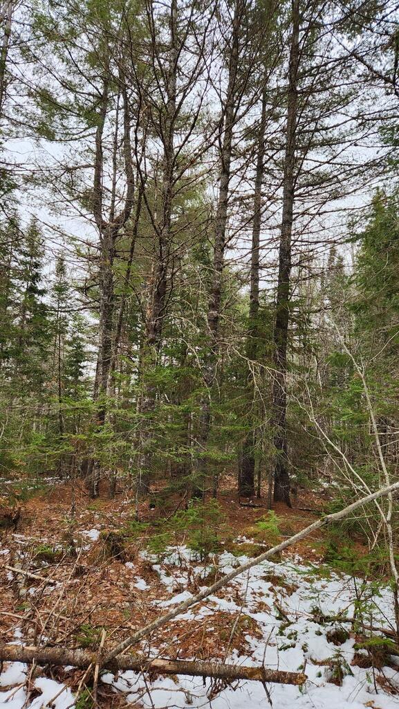 Lot 007 Old County Road Property Photo 11