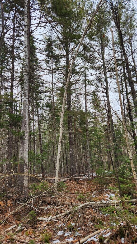 Lot 007 Old County Road Property Photo 12