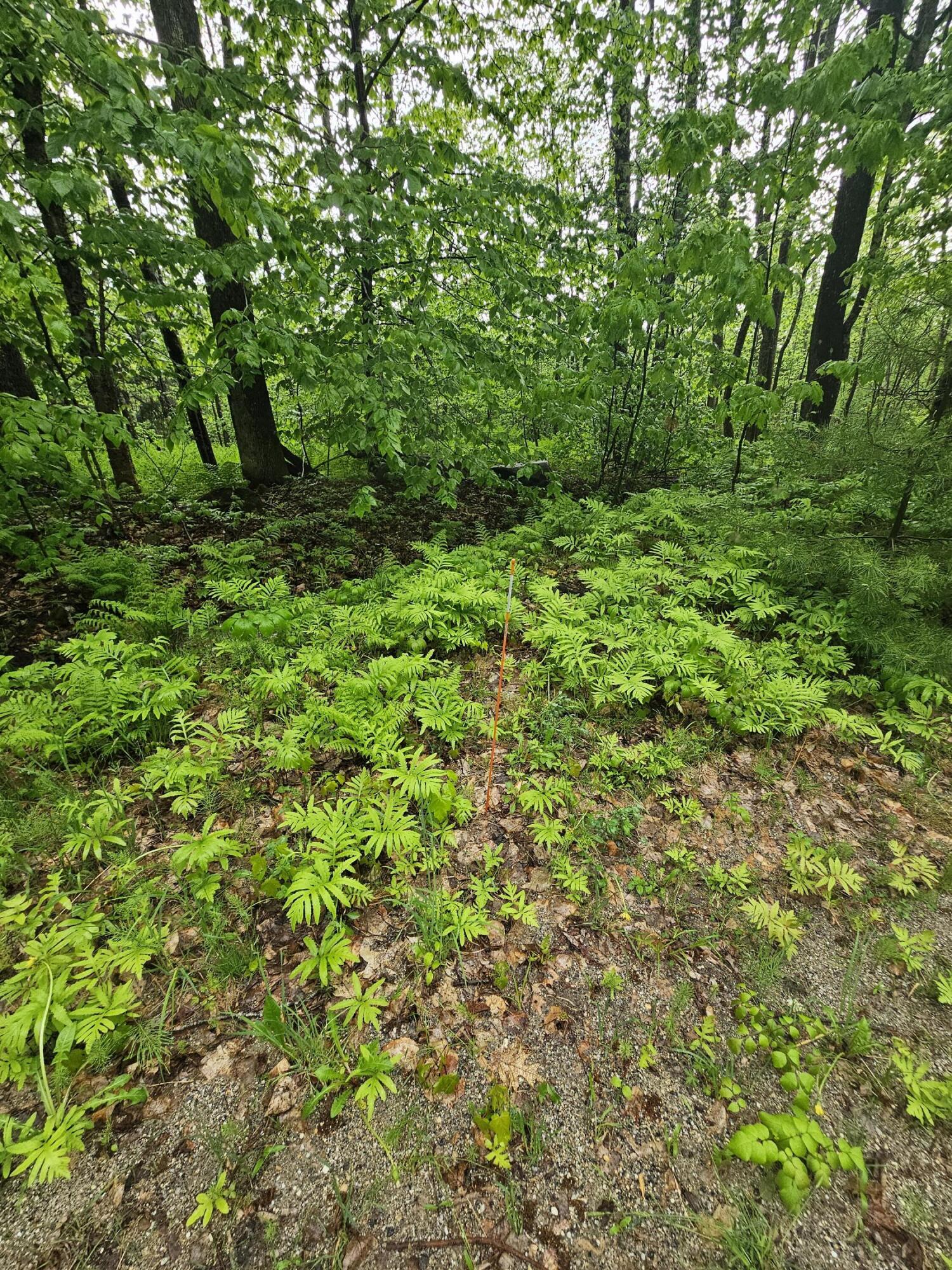 0 Fayette Ridge Road Property Photo 10