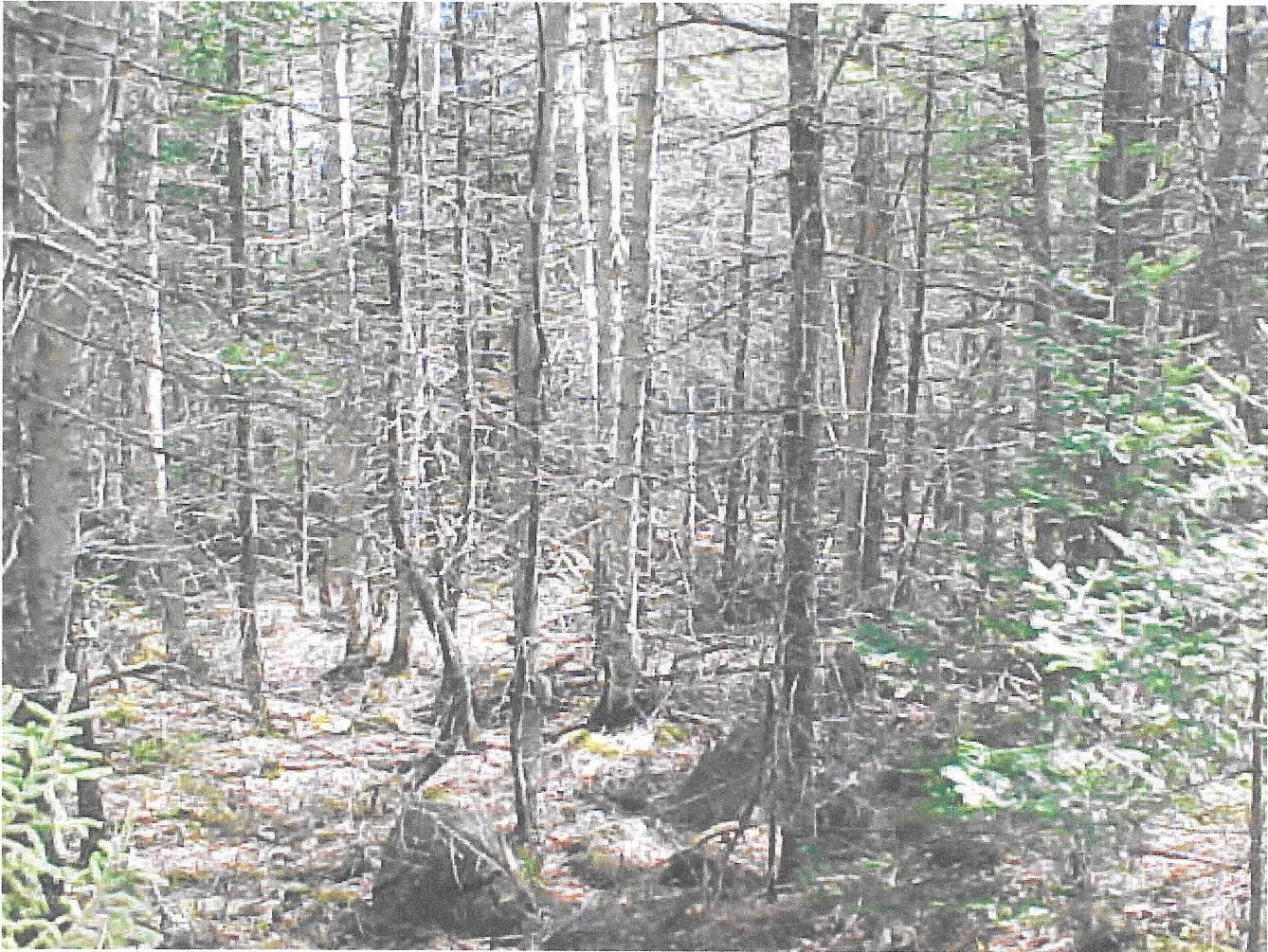 1328 Deer Haven Road Property Photo 3