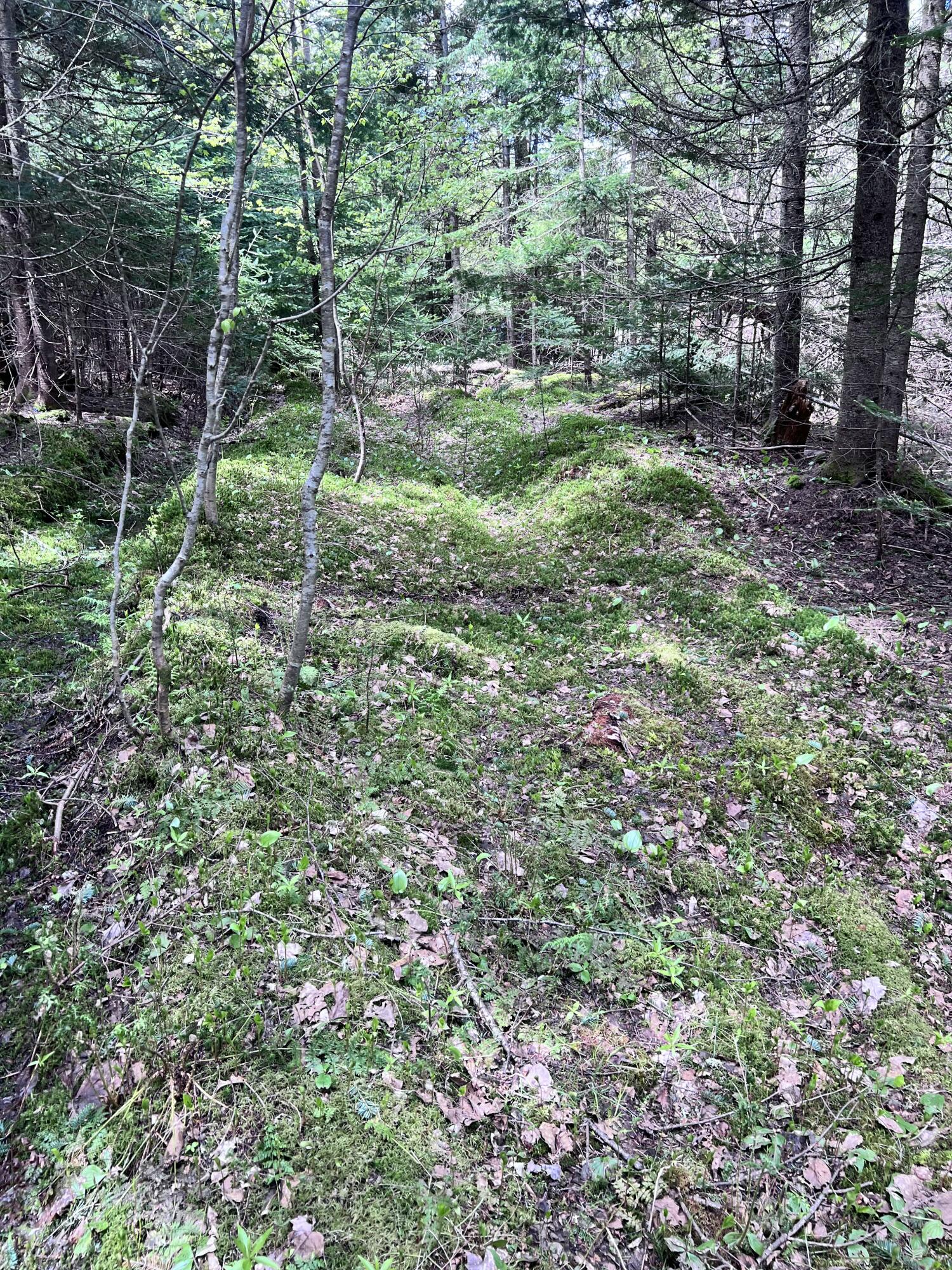 Lot 58 Left Branch Property Photo 10
