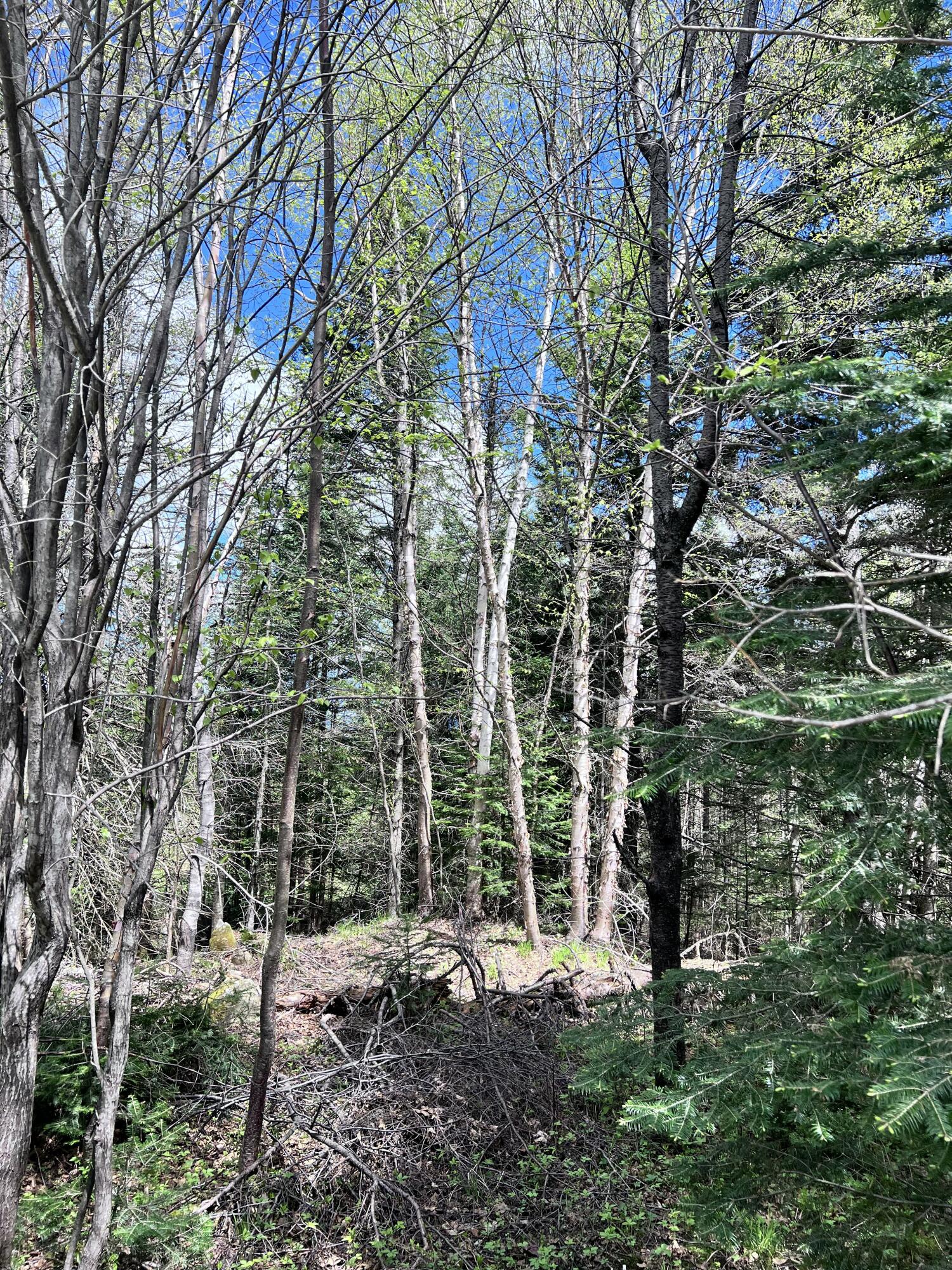 Lot 58 Left Branch Property Photo 15
