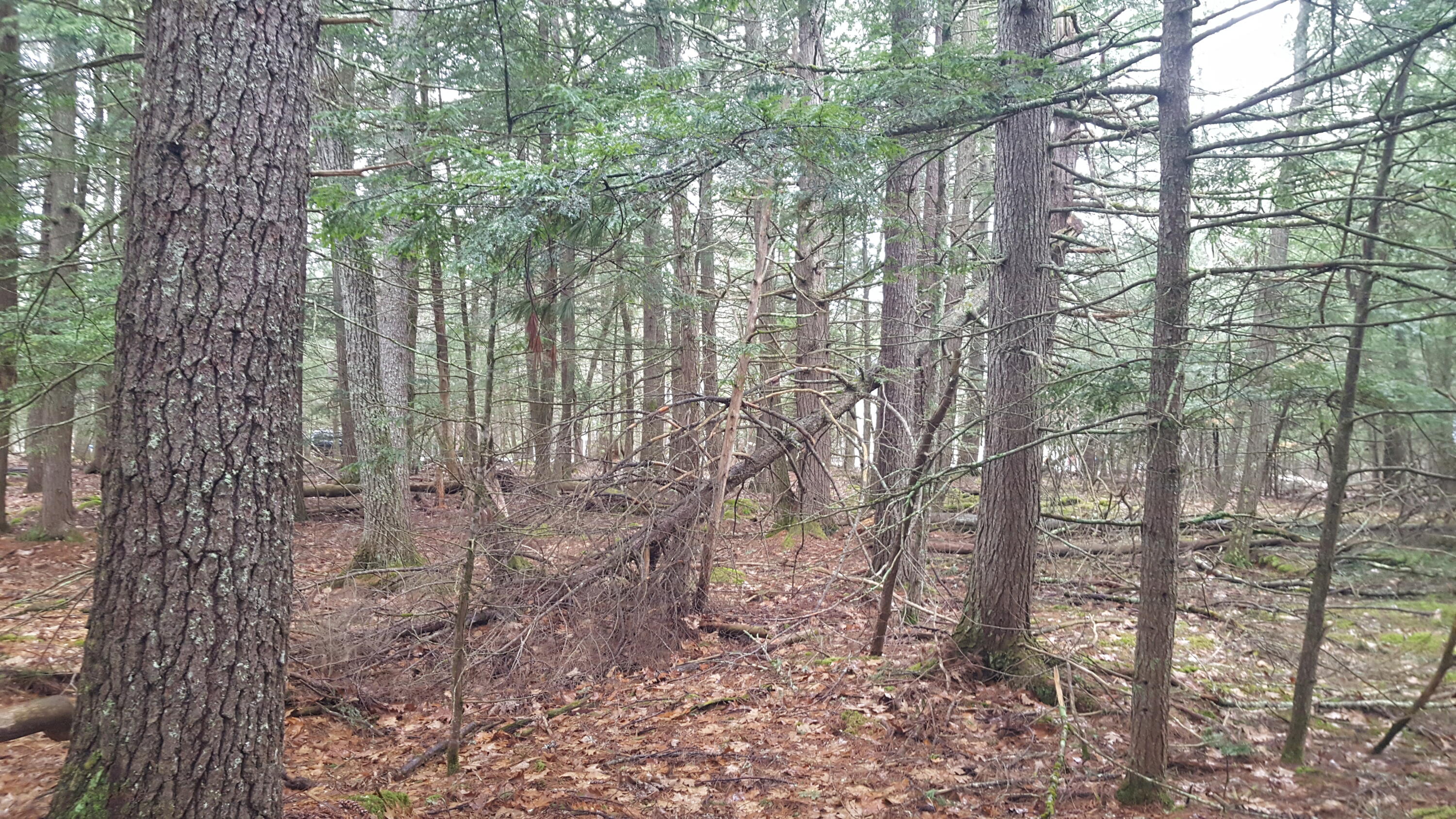 53 Johnson Road Road Property Photo 21