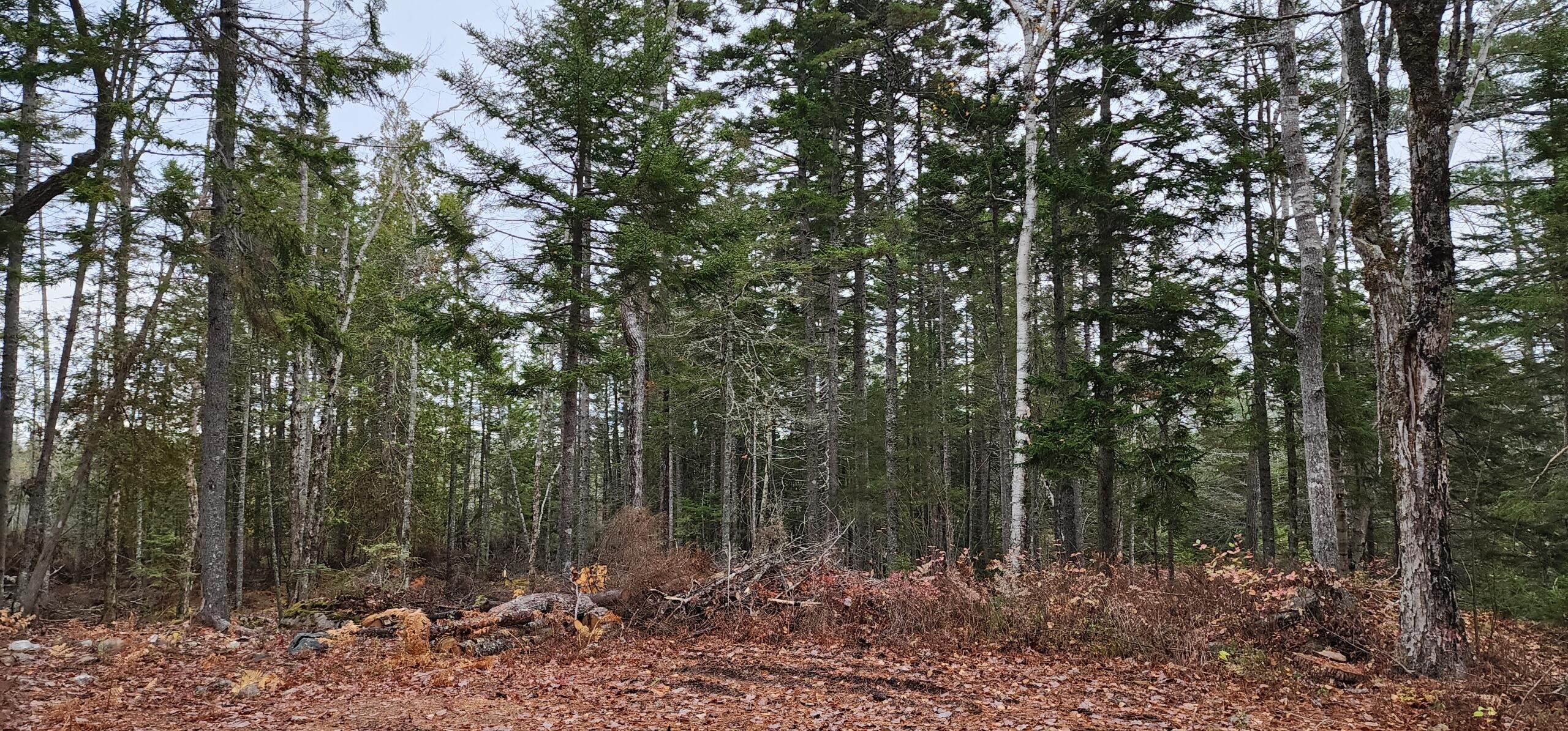 52 Harls Camp Road Property Photo 3