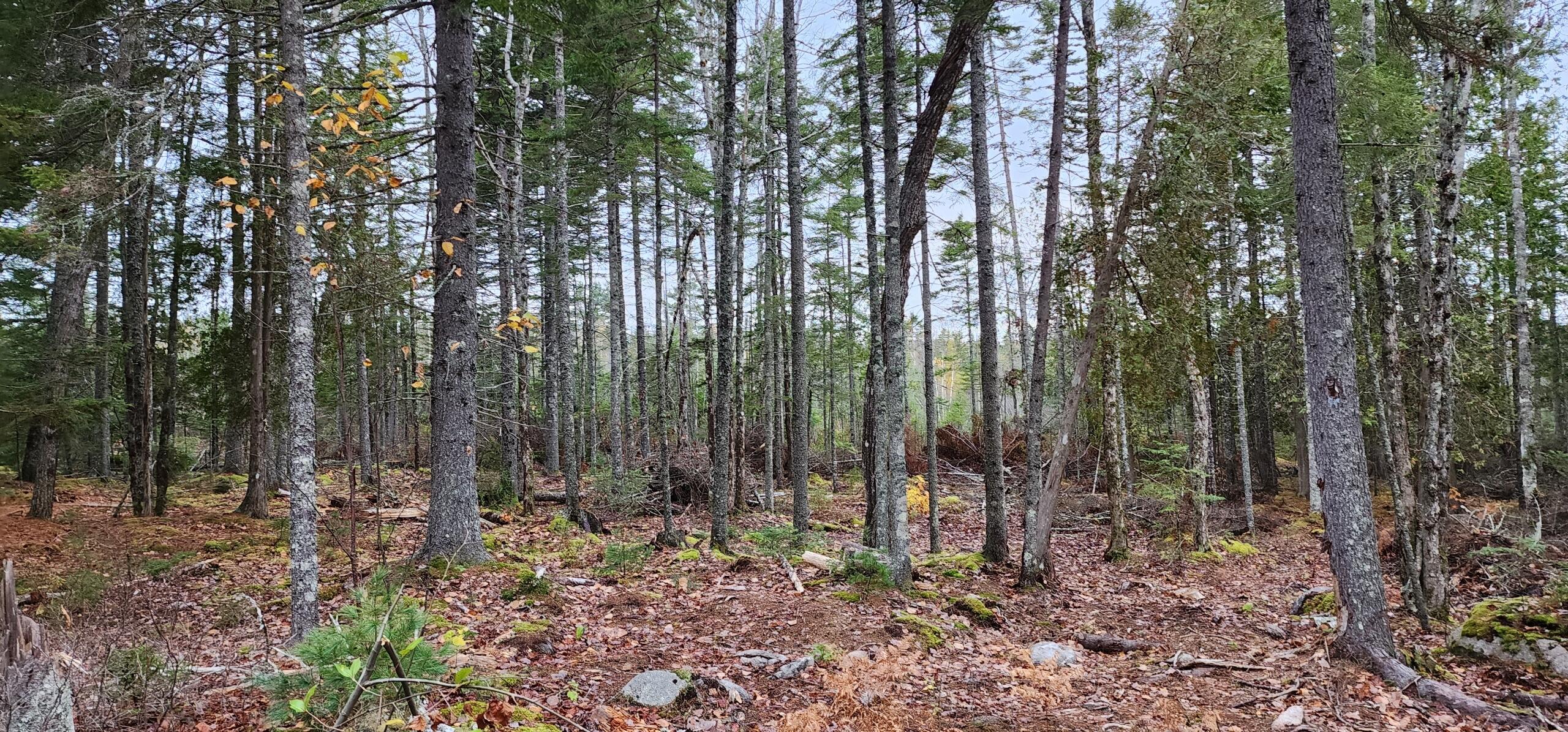 52 Harls Camp Road Property Photo 4