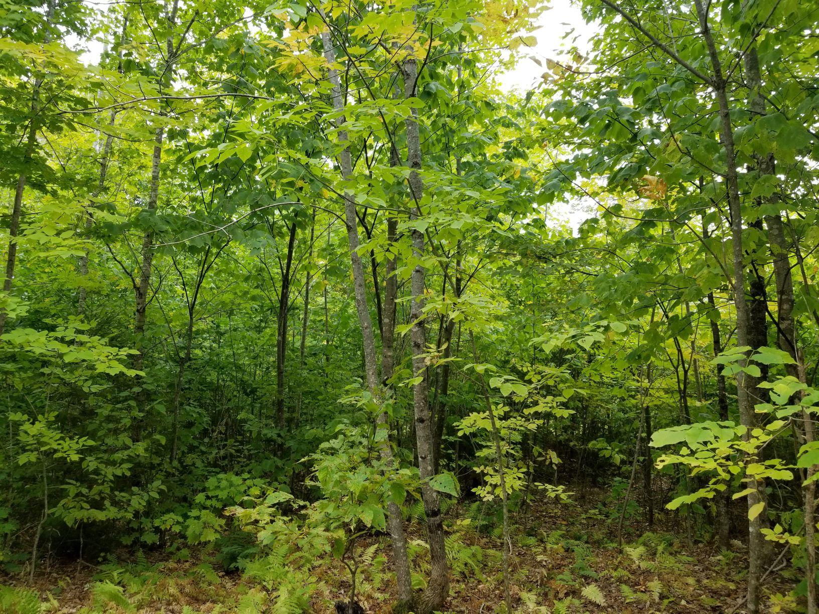0 Beaver Lane Property Photo 11