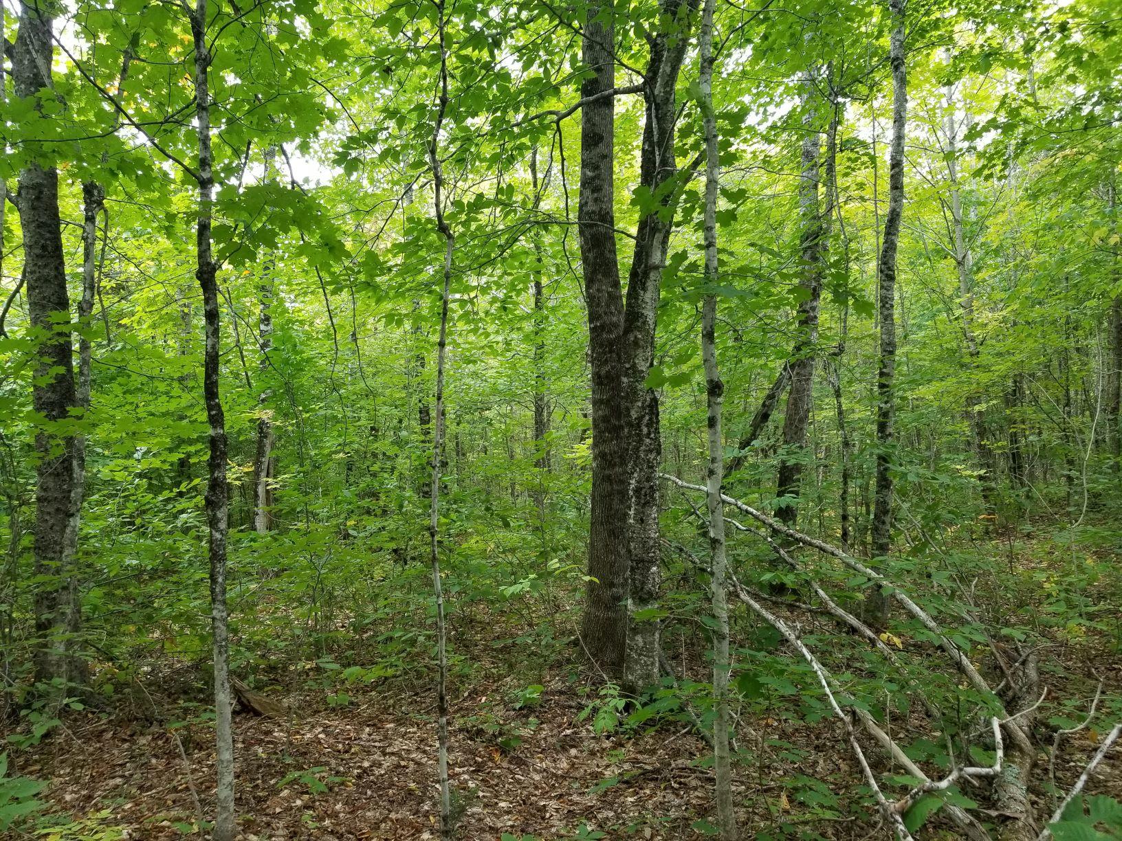 0 Beaver Lane Property Photo 13