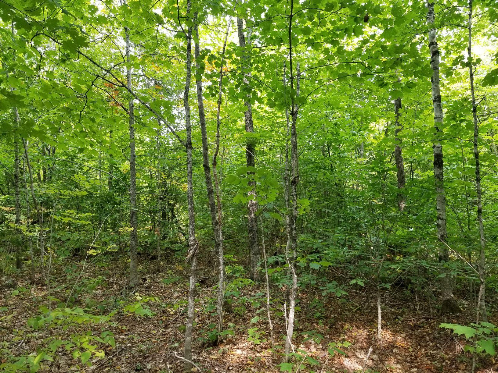 0 Beaver Lane Property Photo 14