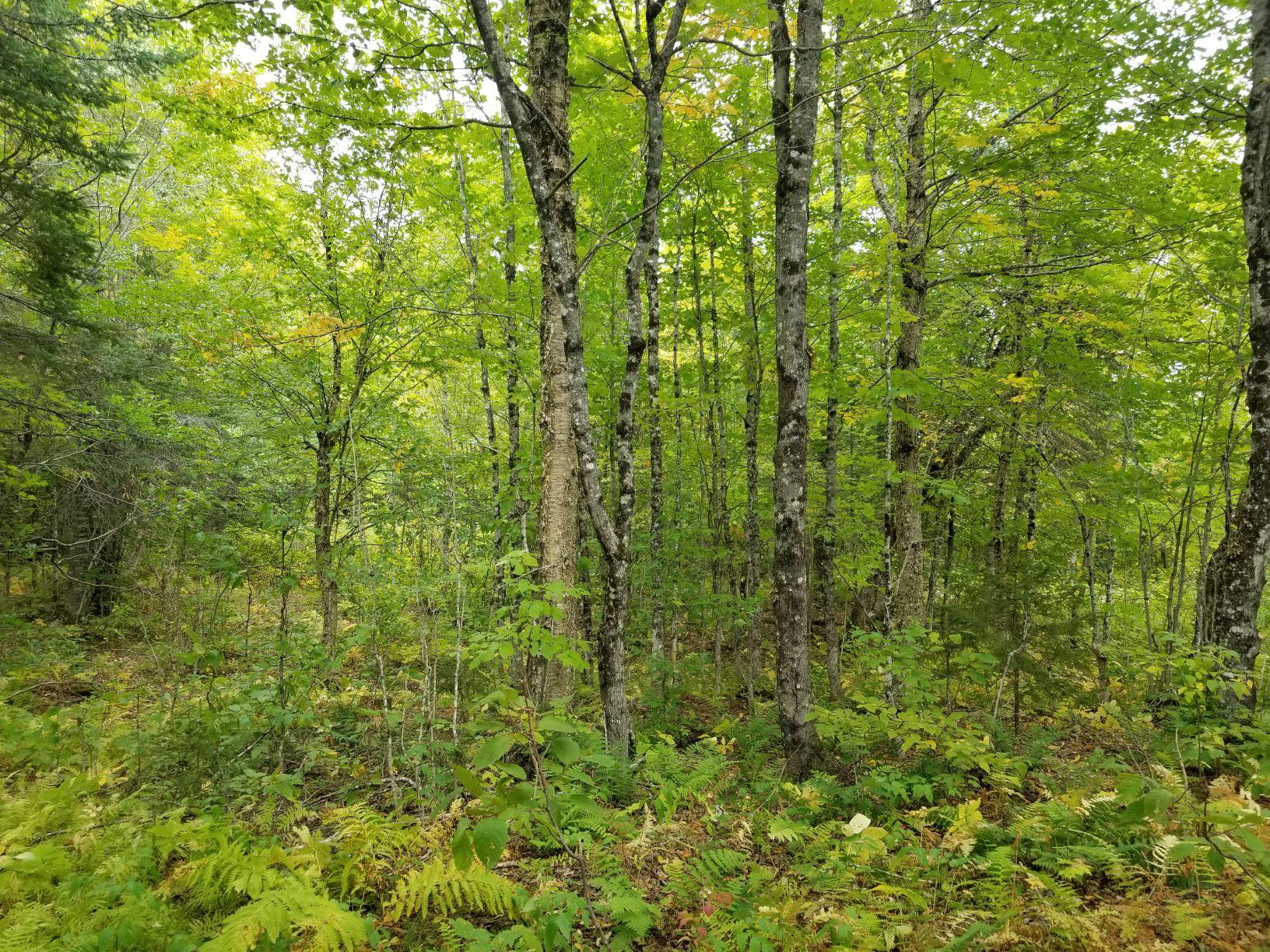0 Beaver Lane Property Photo 17
