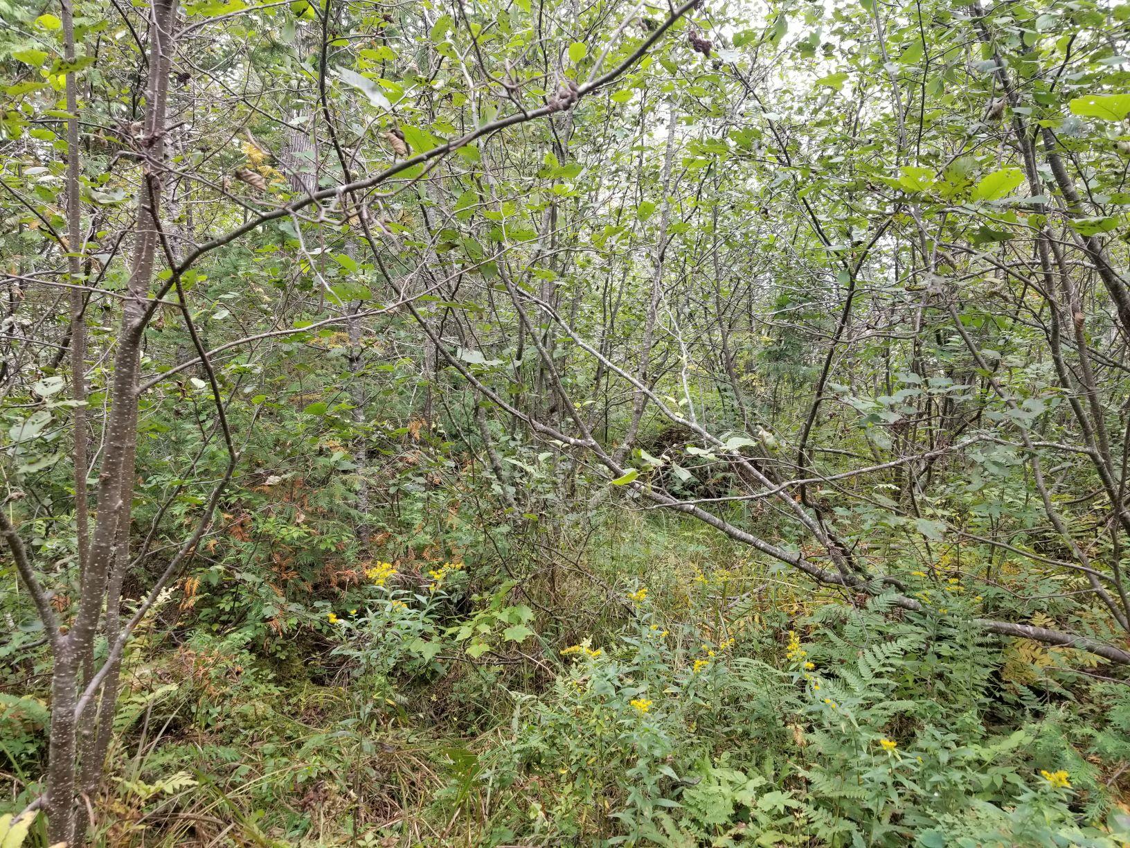 0 Beaver Lane Property Photo 18