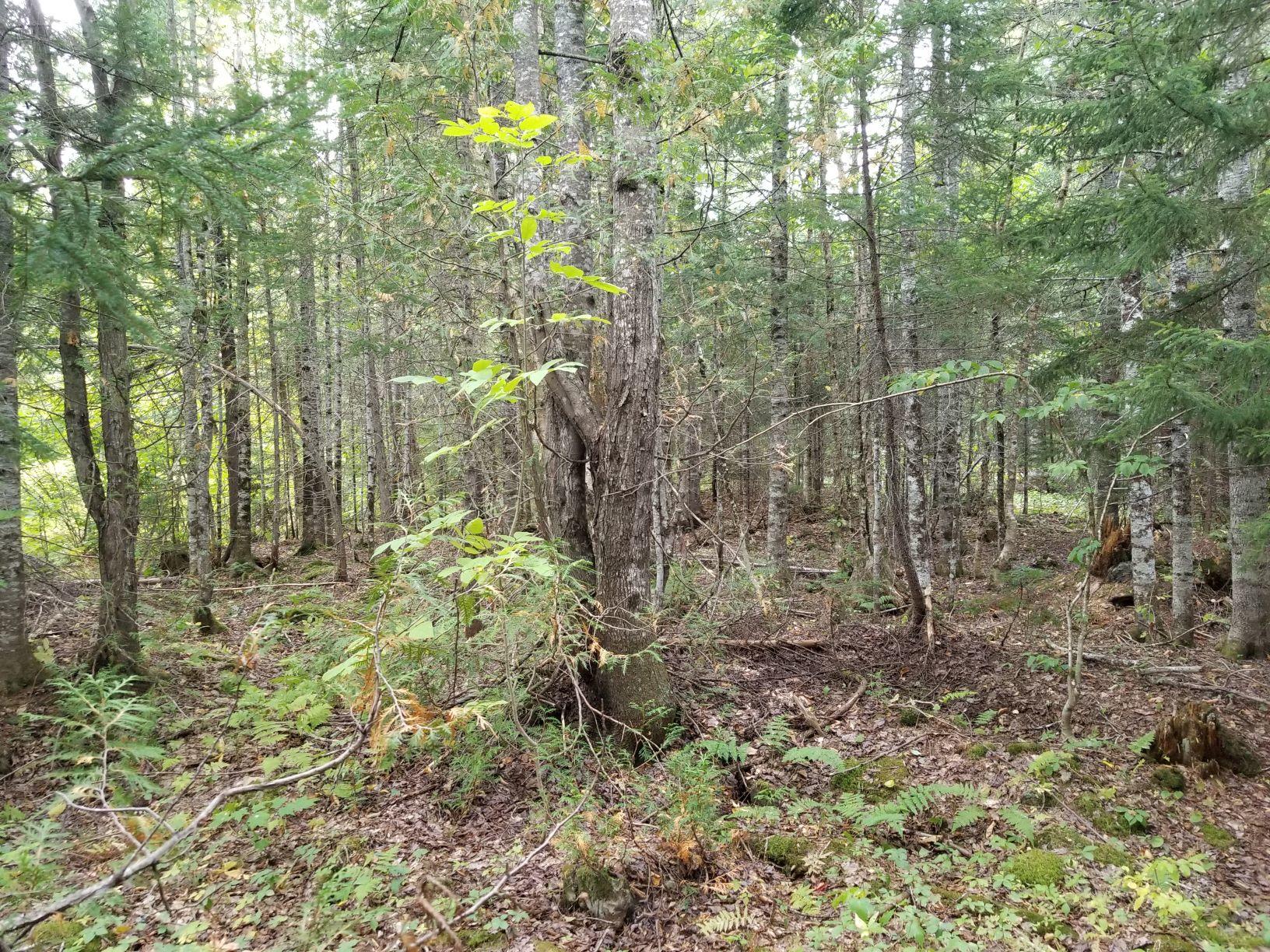 0 Beaver Lane Property Photo 24