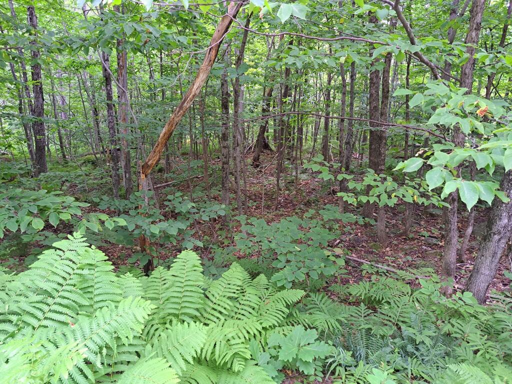 Lot 12 Barker Road Property Photo 2