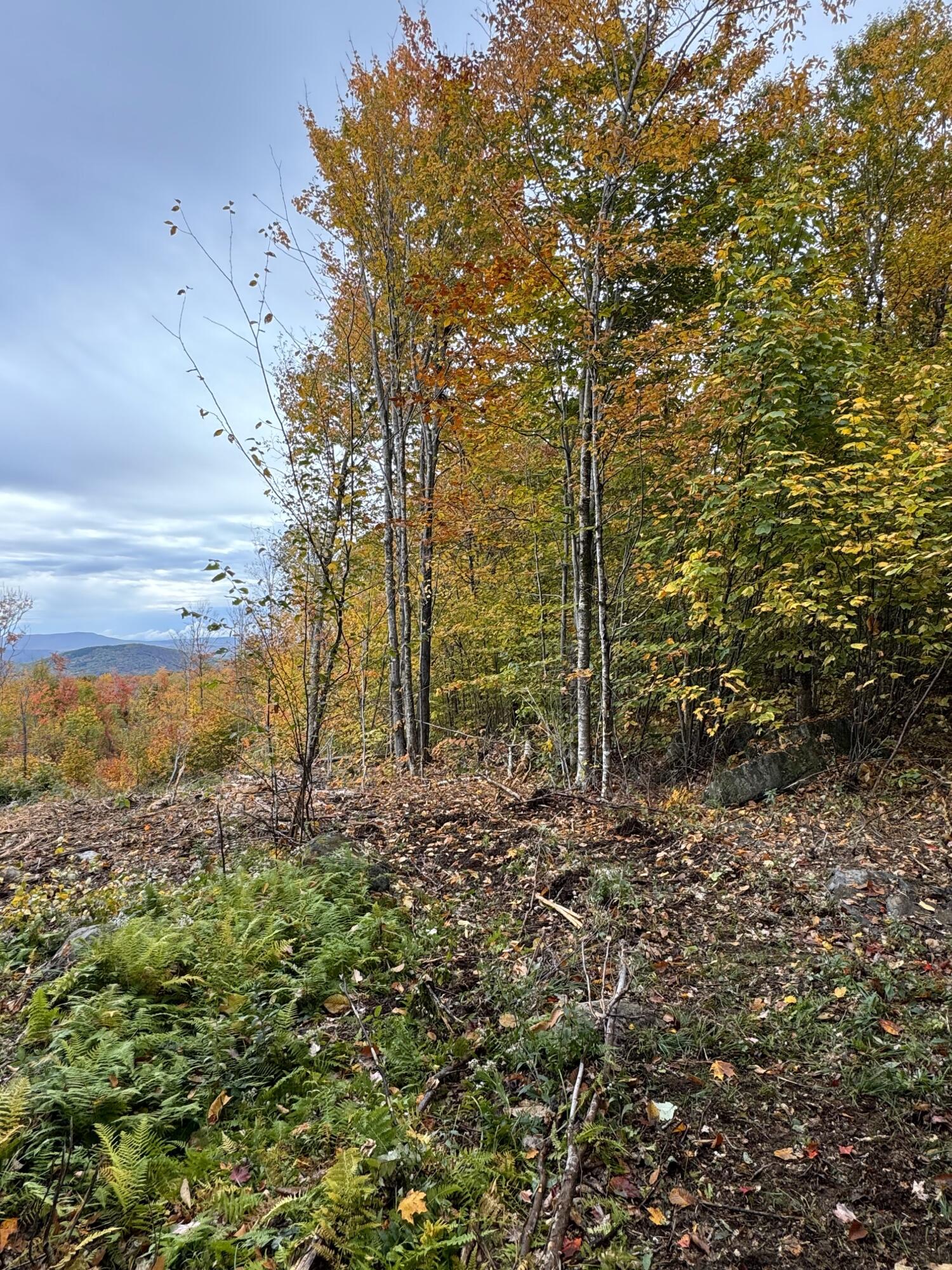 Lot#9 East Moose Alley Road Property Photo 13