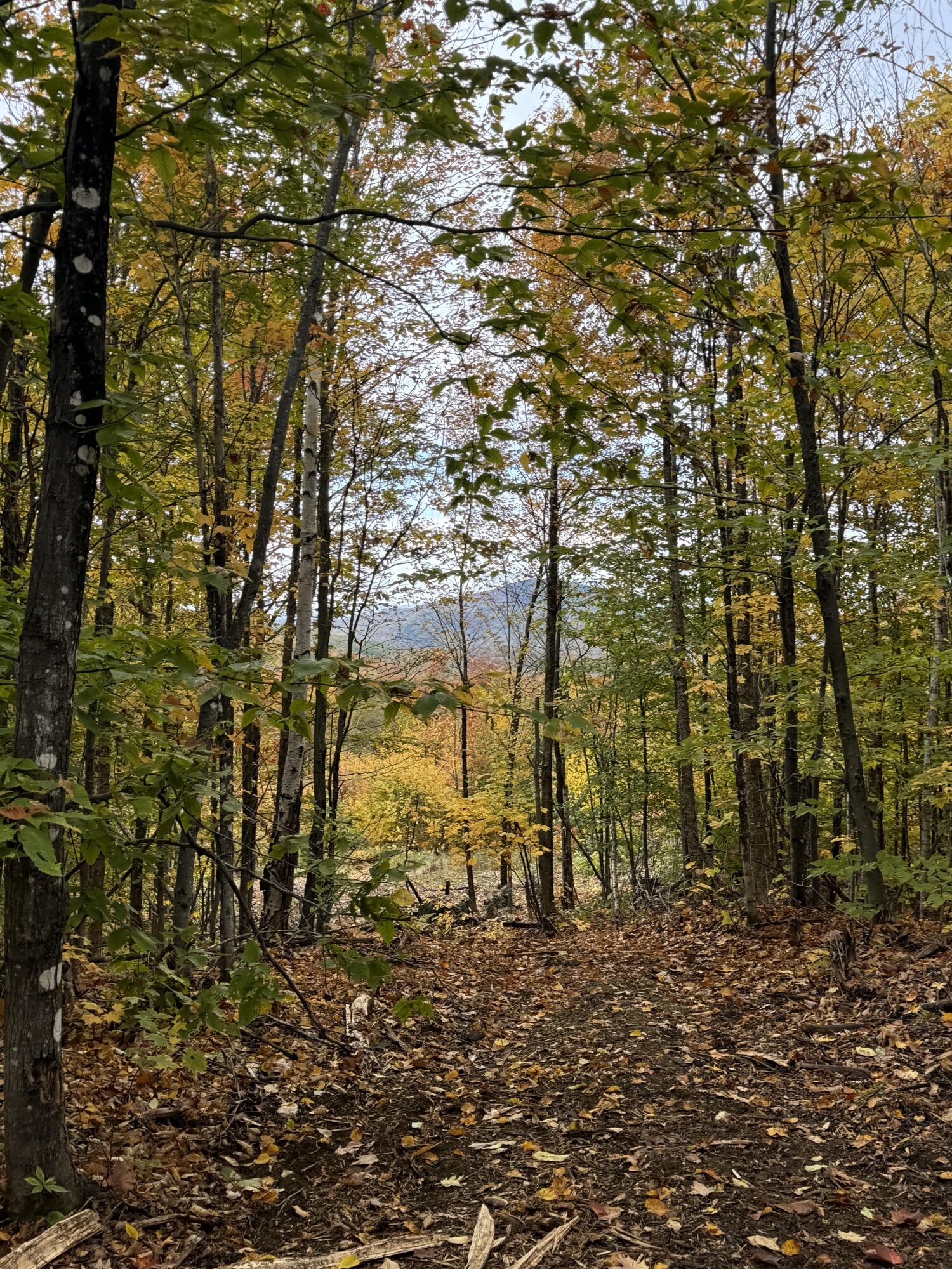 Lot#9 East Moose Alley Road Property Photo 18