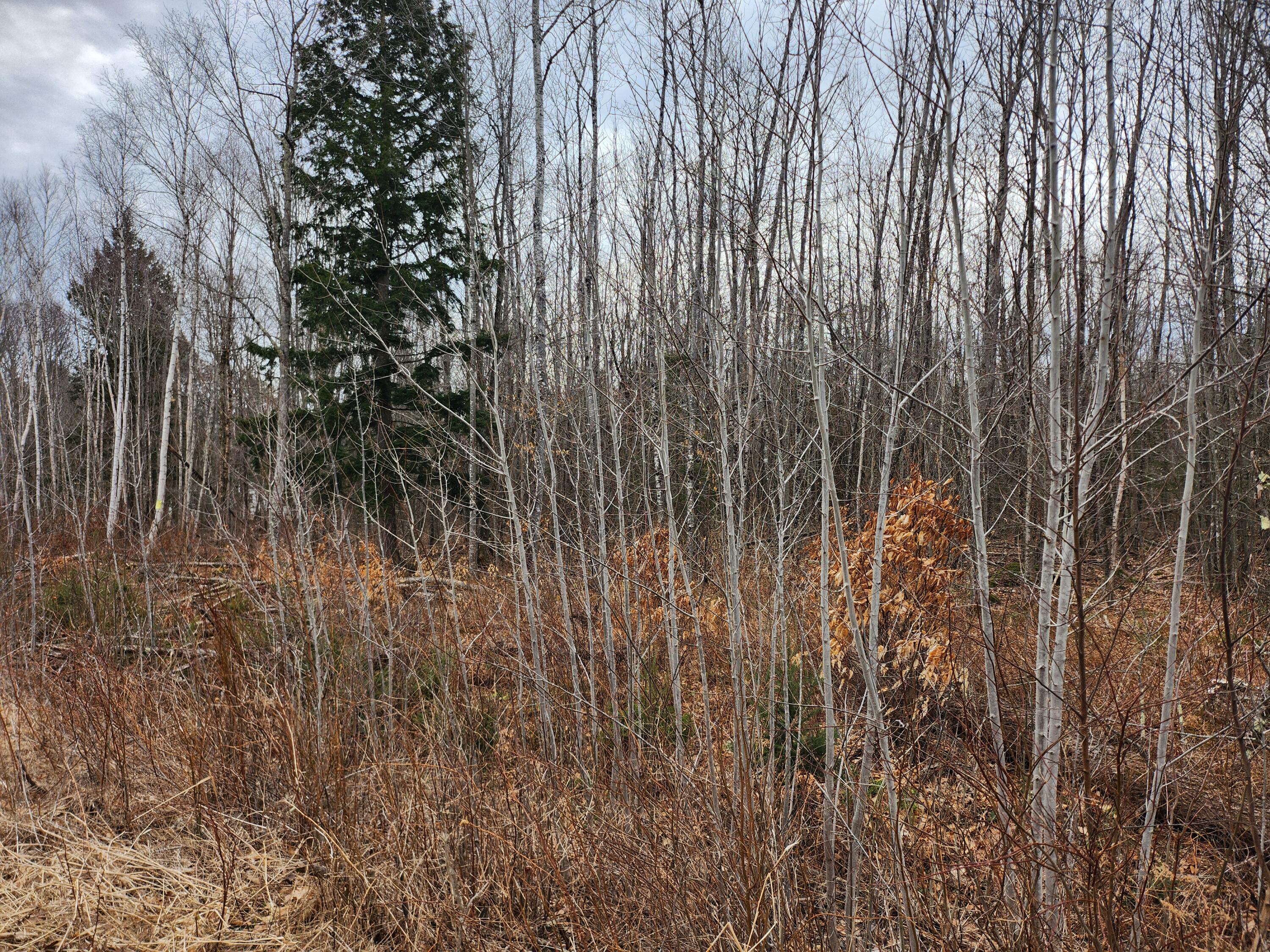 Lot 29-4 Windfall Lane Property Photo 2