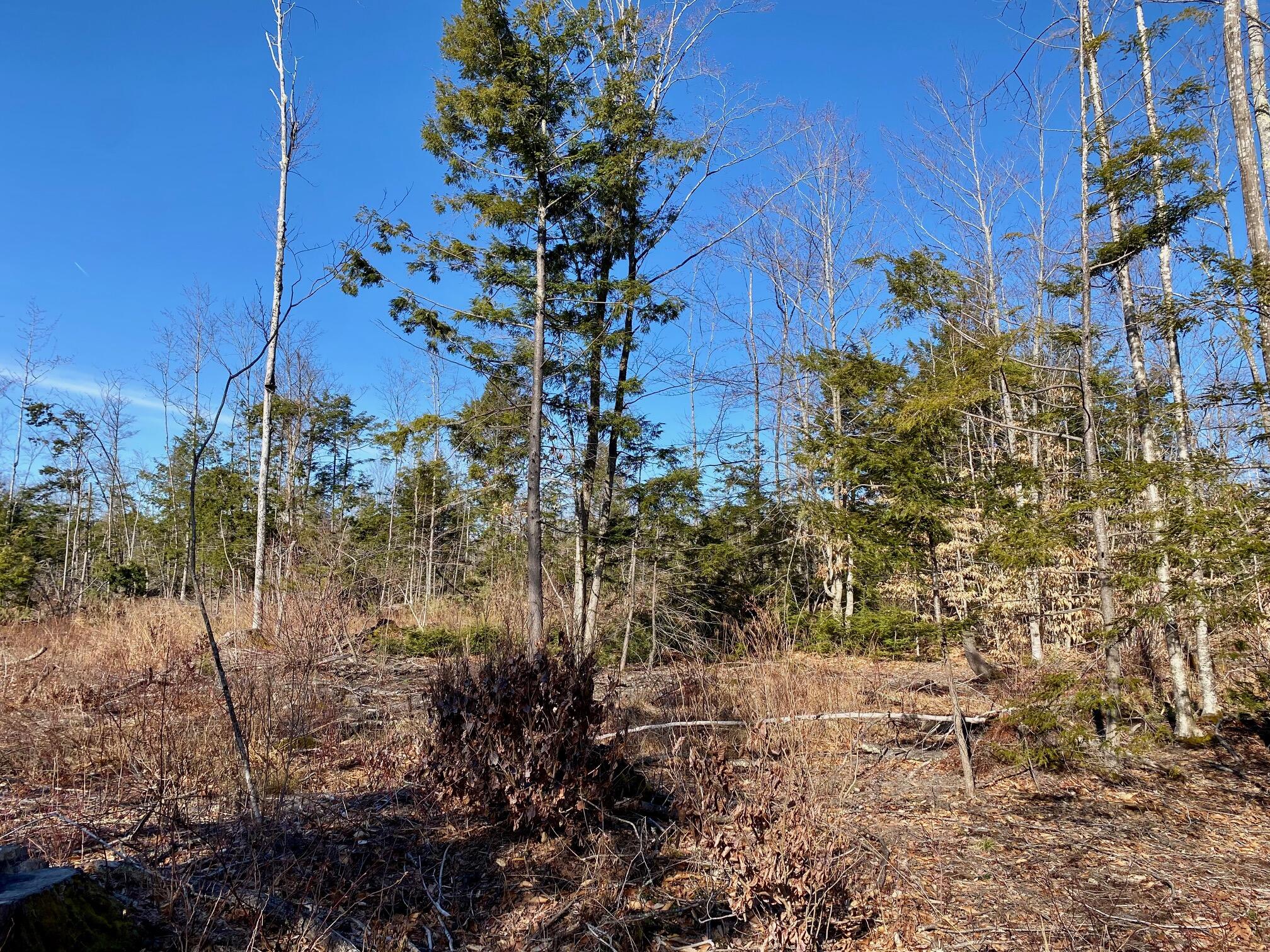 Lot 5 North Gorham Road Property Photo 3