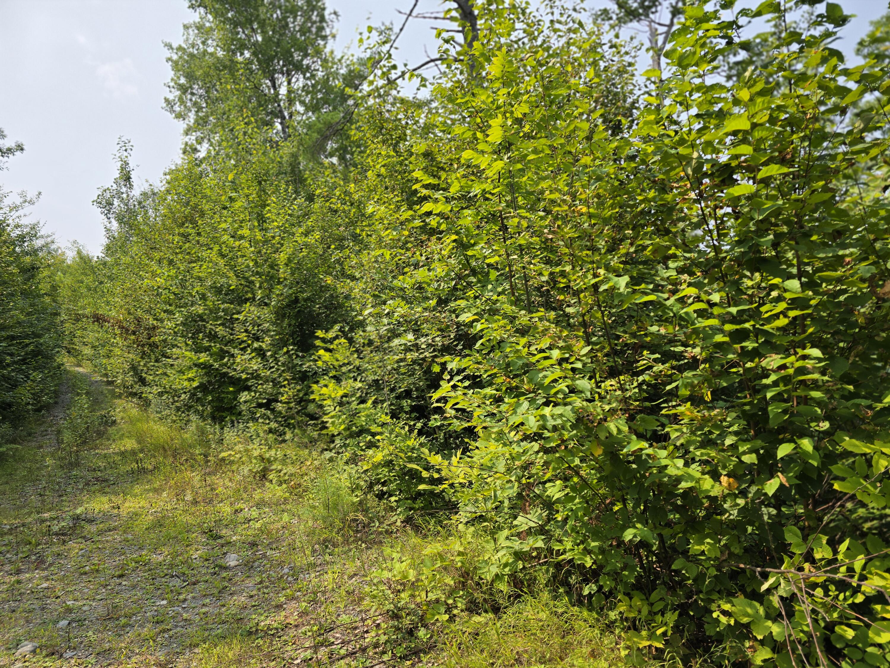 Lot7 Bear Brook Subdivision Property Photo 12